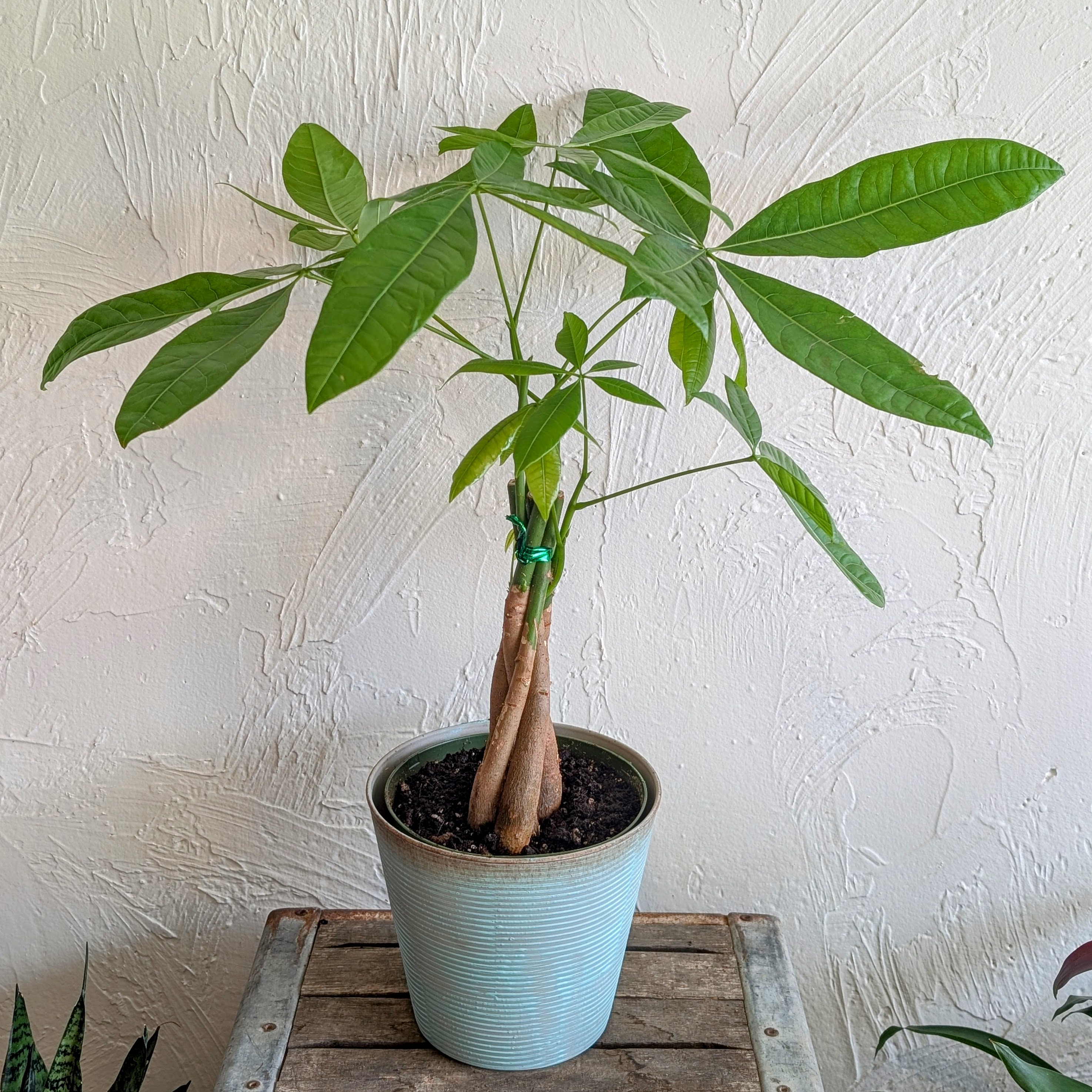 Money Tree 6 inch - The Money Tree is a perfect indoor foliage plant to give your home a tropical feel. Native from Mexico to northern South America, the Money Tree is also very popular in Taiwan and other East Asian countries. Position your Money Tree in medium to bright indirect light, turning it every time you water it for even growth and leaf development. This plant will also adapt and do well under fluorescent lights. 