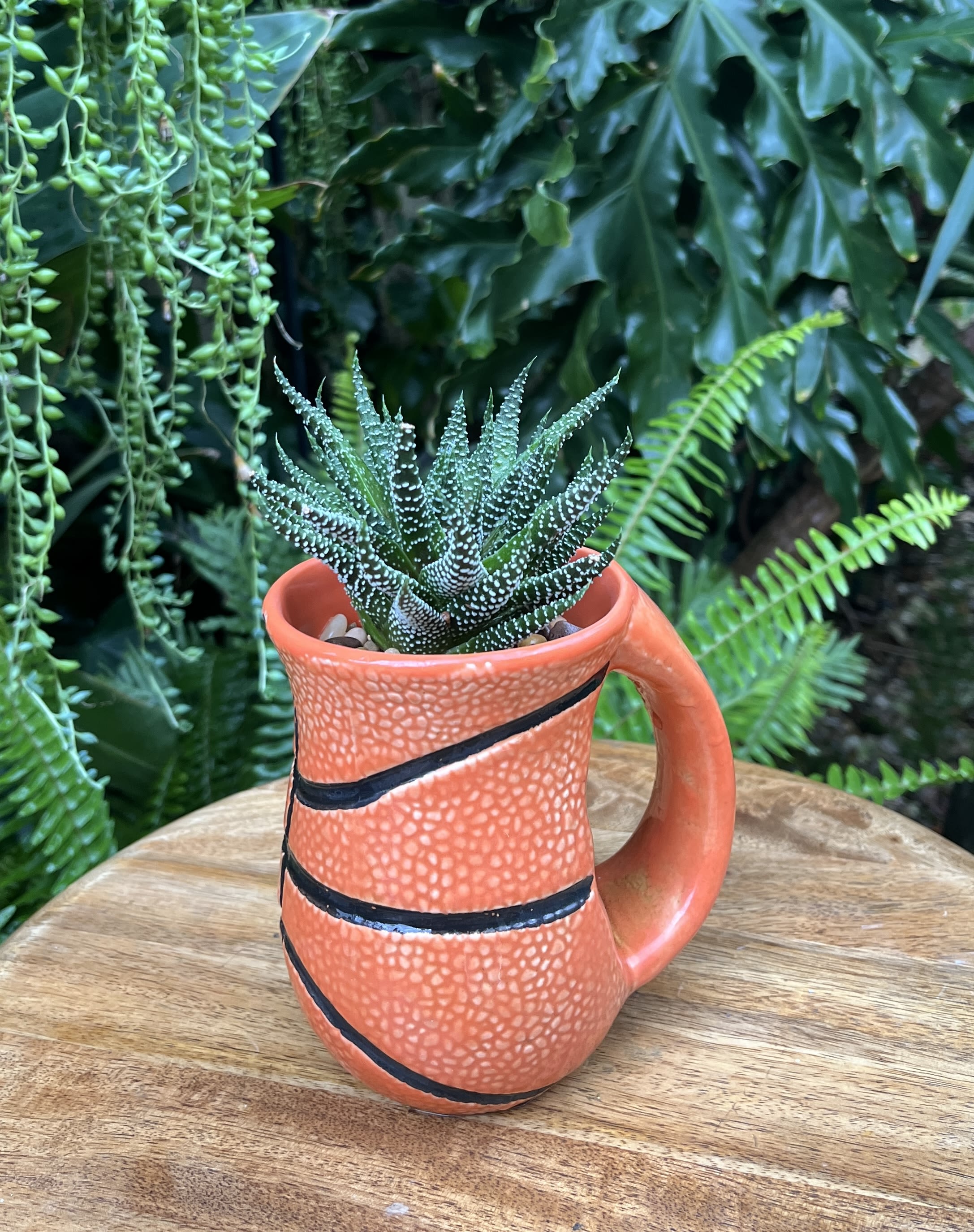 Small spiky succulent planted in an orange ceramic mug on a wooden table