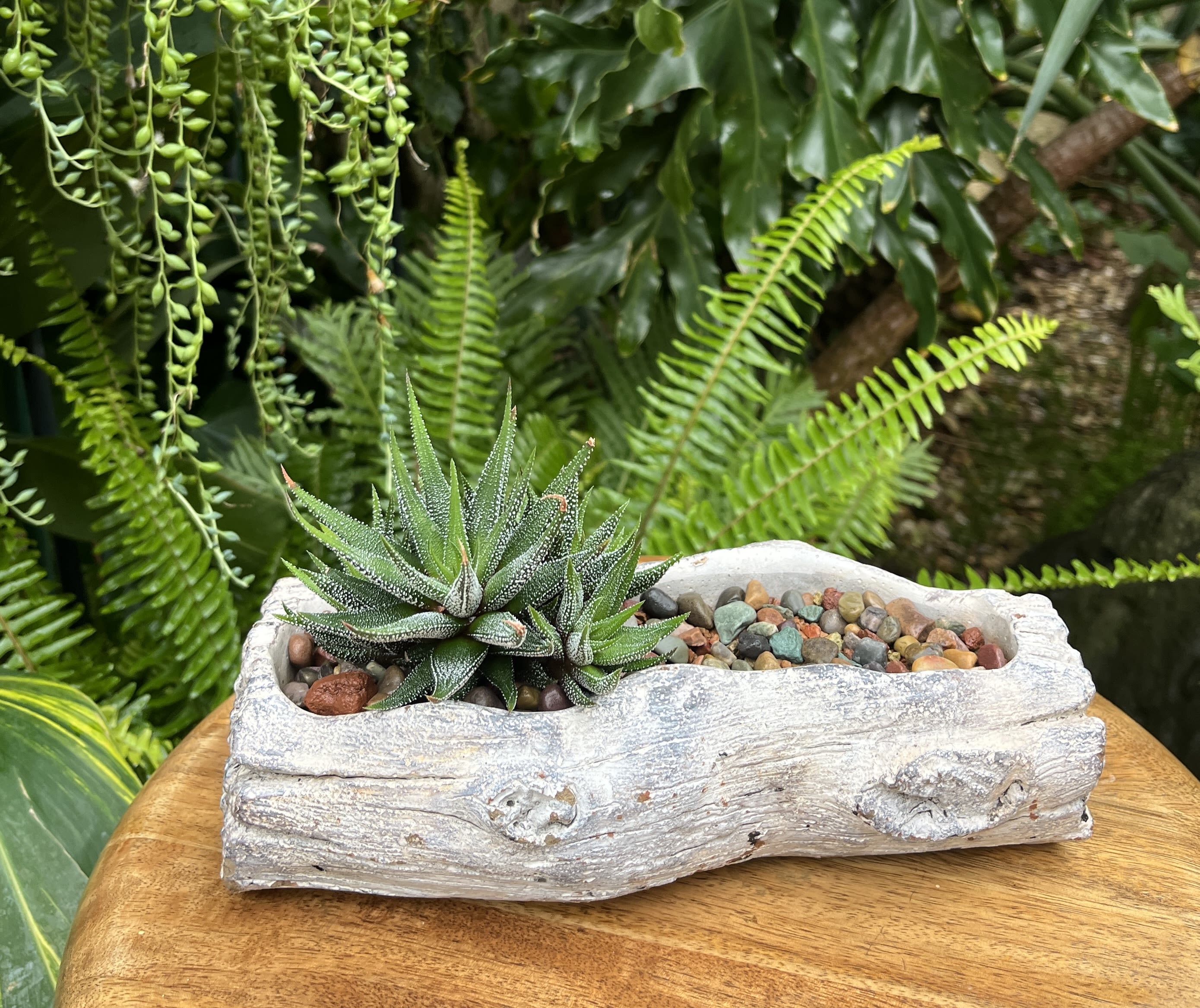 Succulent in a white driftwood-style planter with pebbles