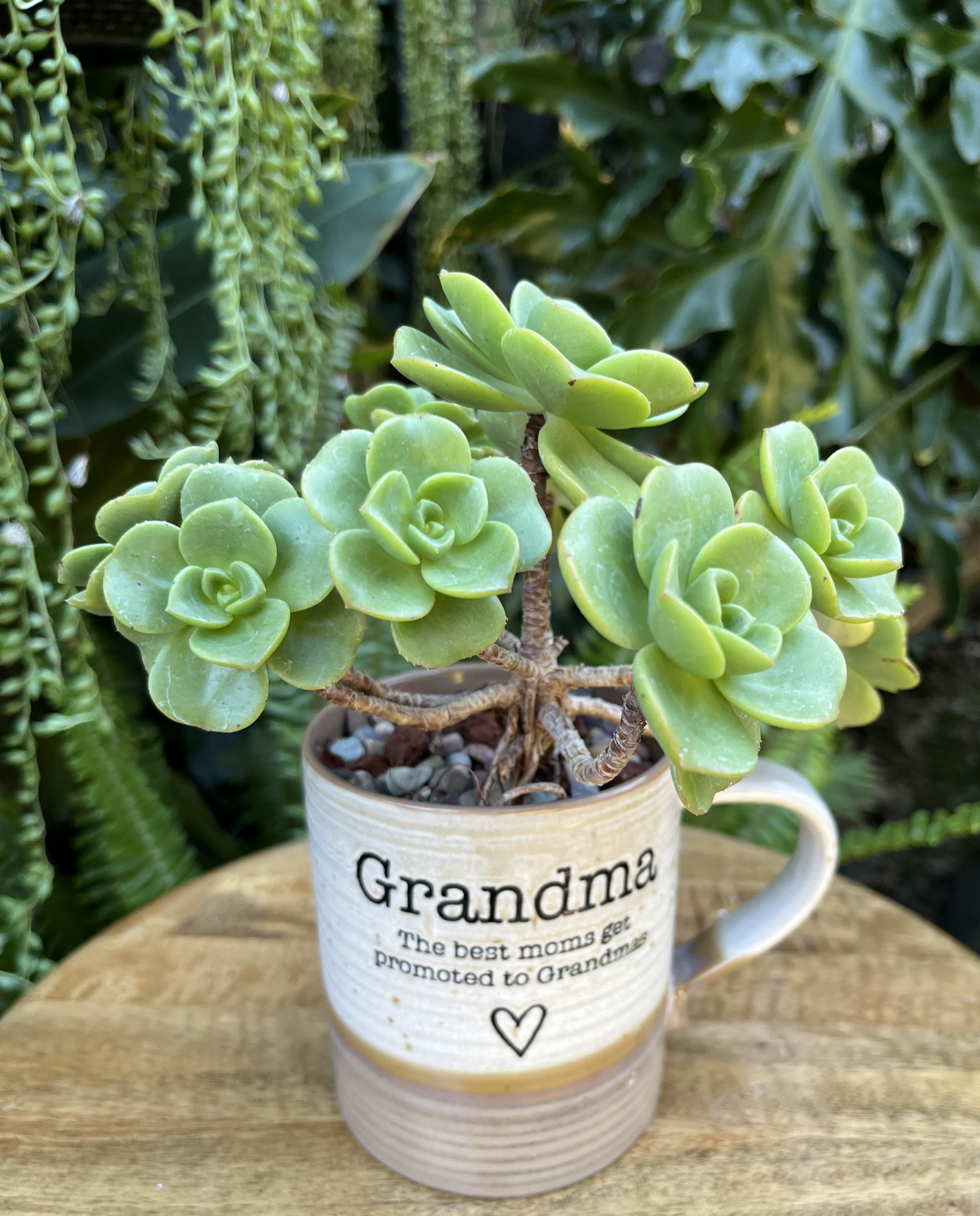 Potted succulent in a mug-shaped planter with "Grandma" text