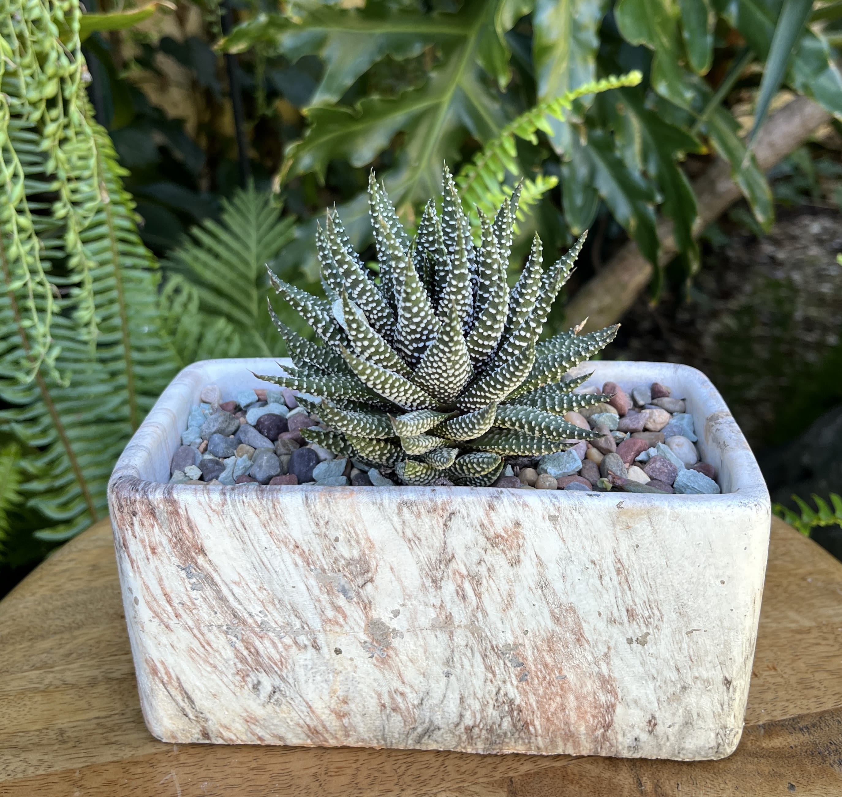 Potted succulent in a rectangular stone planter with pebbles
