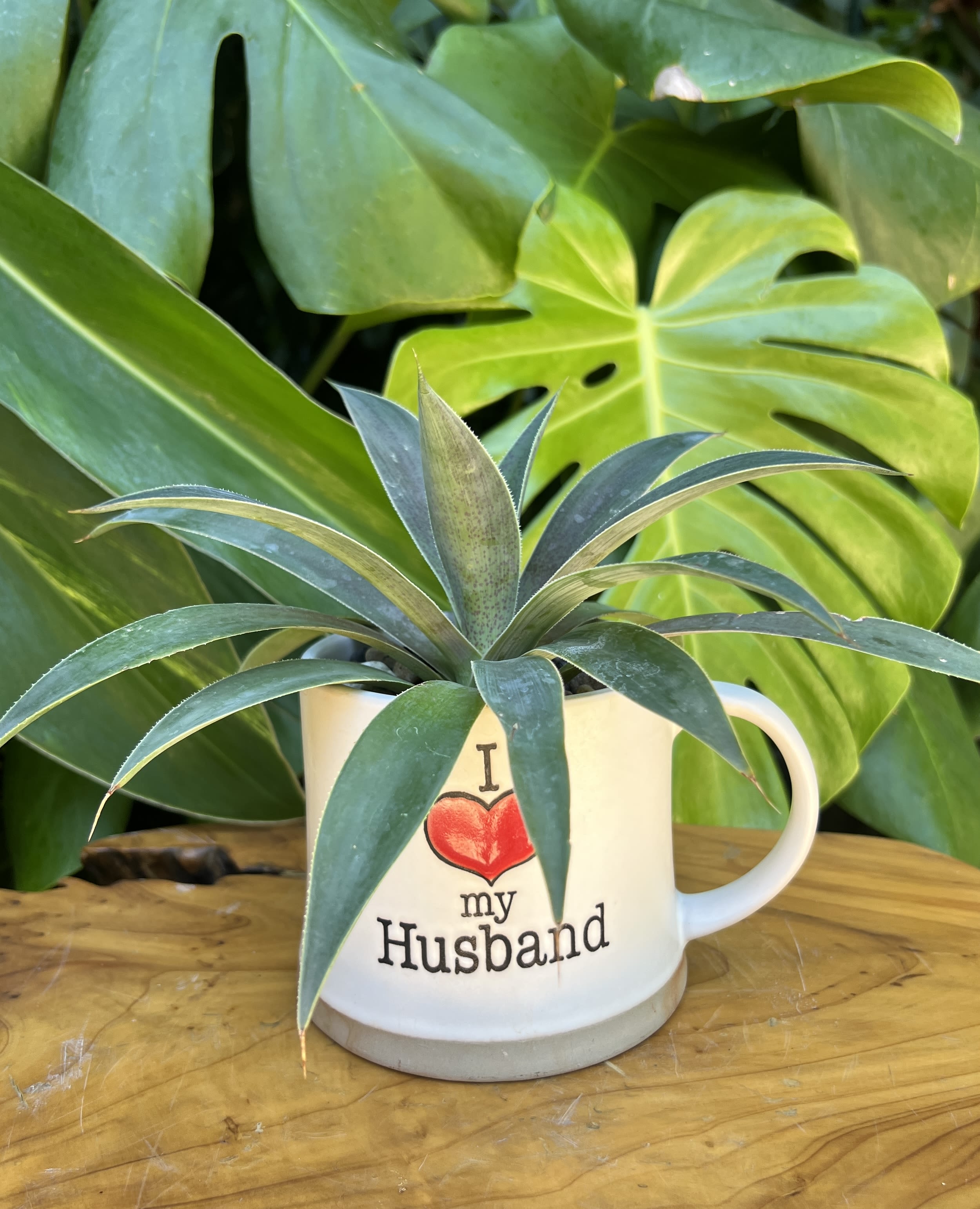 I Love My Husband  - Live succulent 