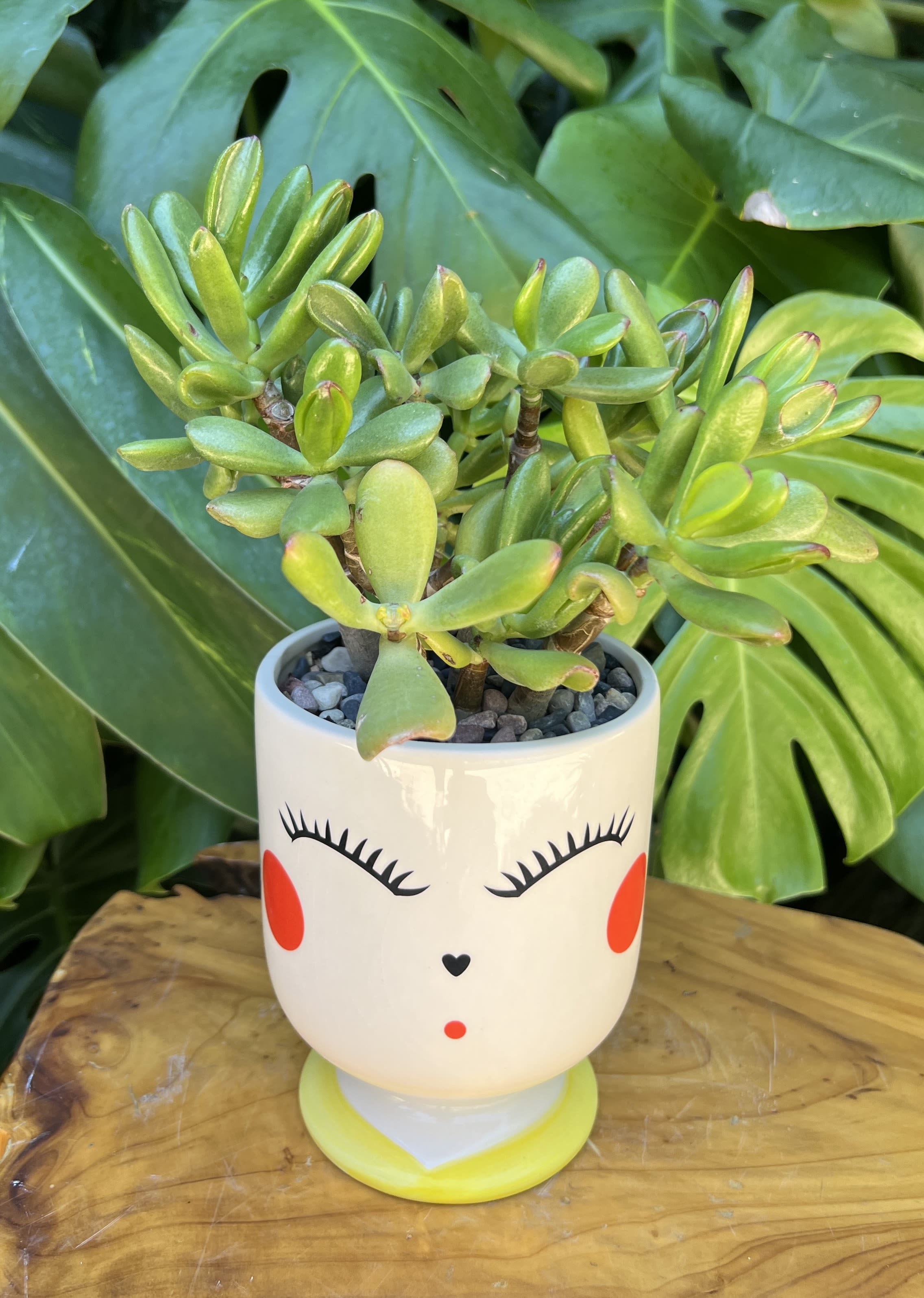 My Sunshine  - Live succulent 