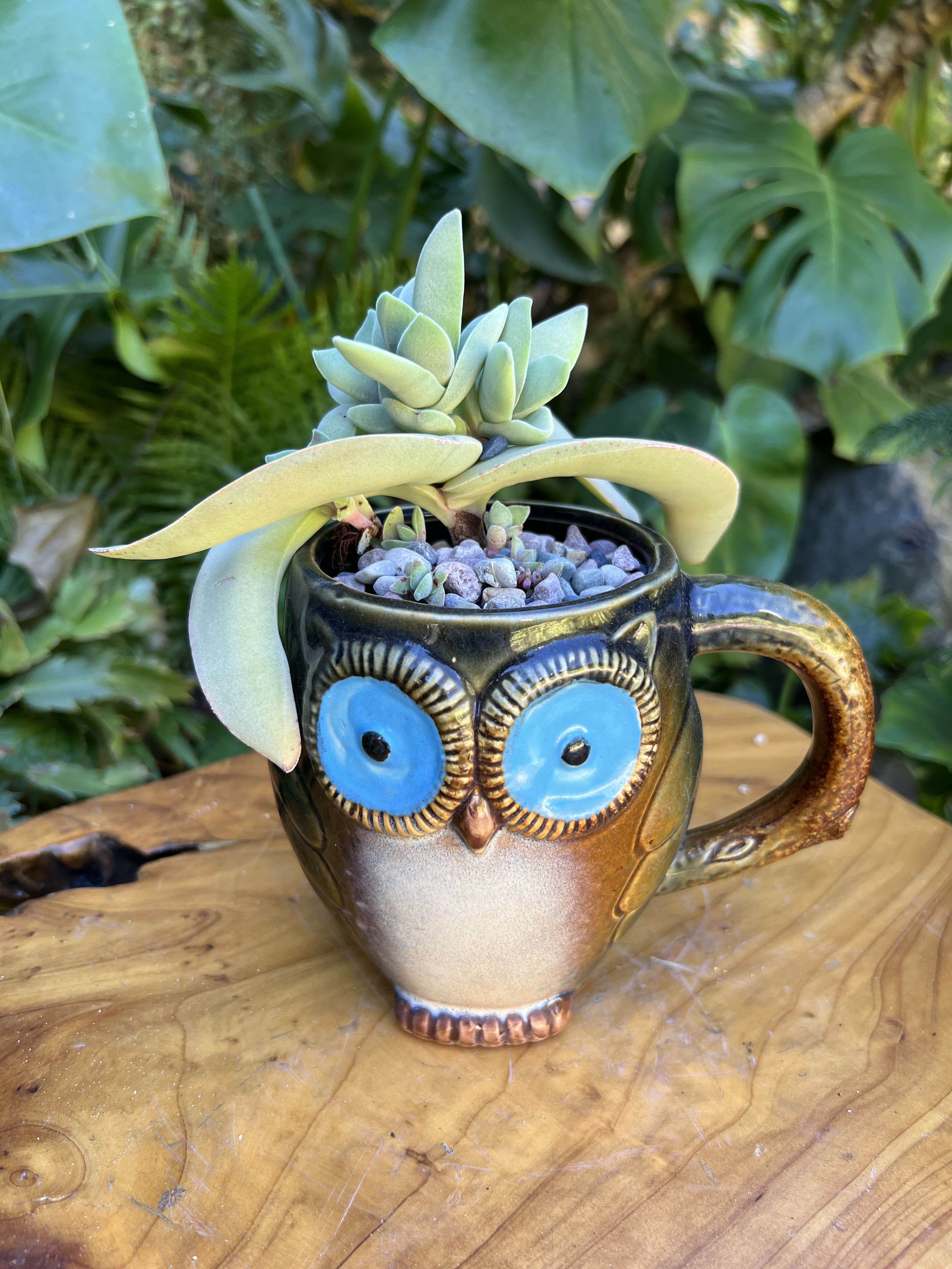 Brown owl - A living succulent selected and grown to complement a mug about 4 inches tall.  This photograph illustrates the variety of succulent types and mugs we offer. The specific succulent and mug combination delivered will be determined by the designer based on availability. If you would like to request a specific item, please place your order in the Custom Arrangements section where you can specify those details or give us a call to discuss your ideas. We grow our succulents in a soil-free medium in mugs with drain holes to help assure long-term, disease-free health of the plant. Each succulent comes with a care instruction. 