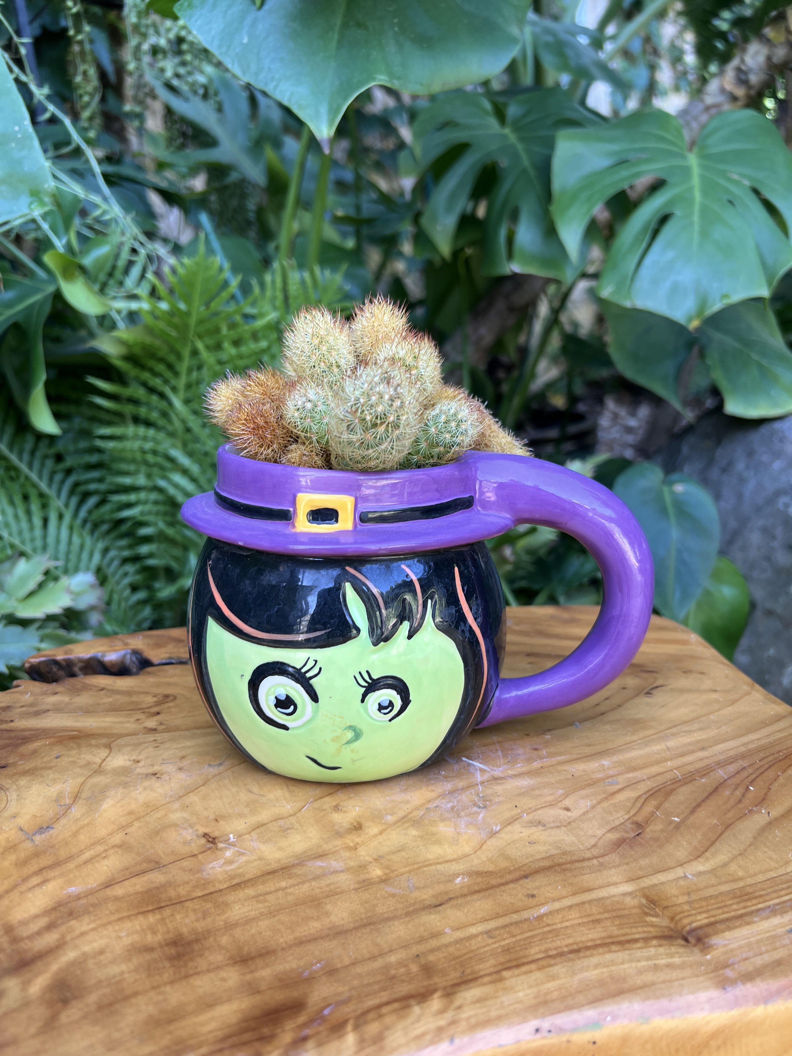 Small cactus arrangement in a purple witch-themed mug planter