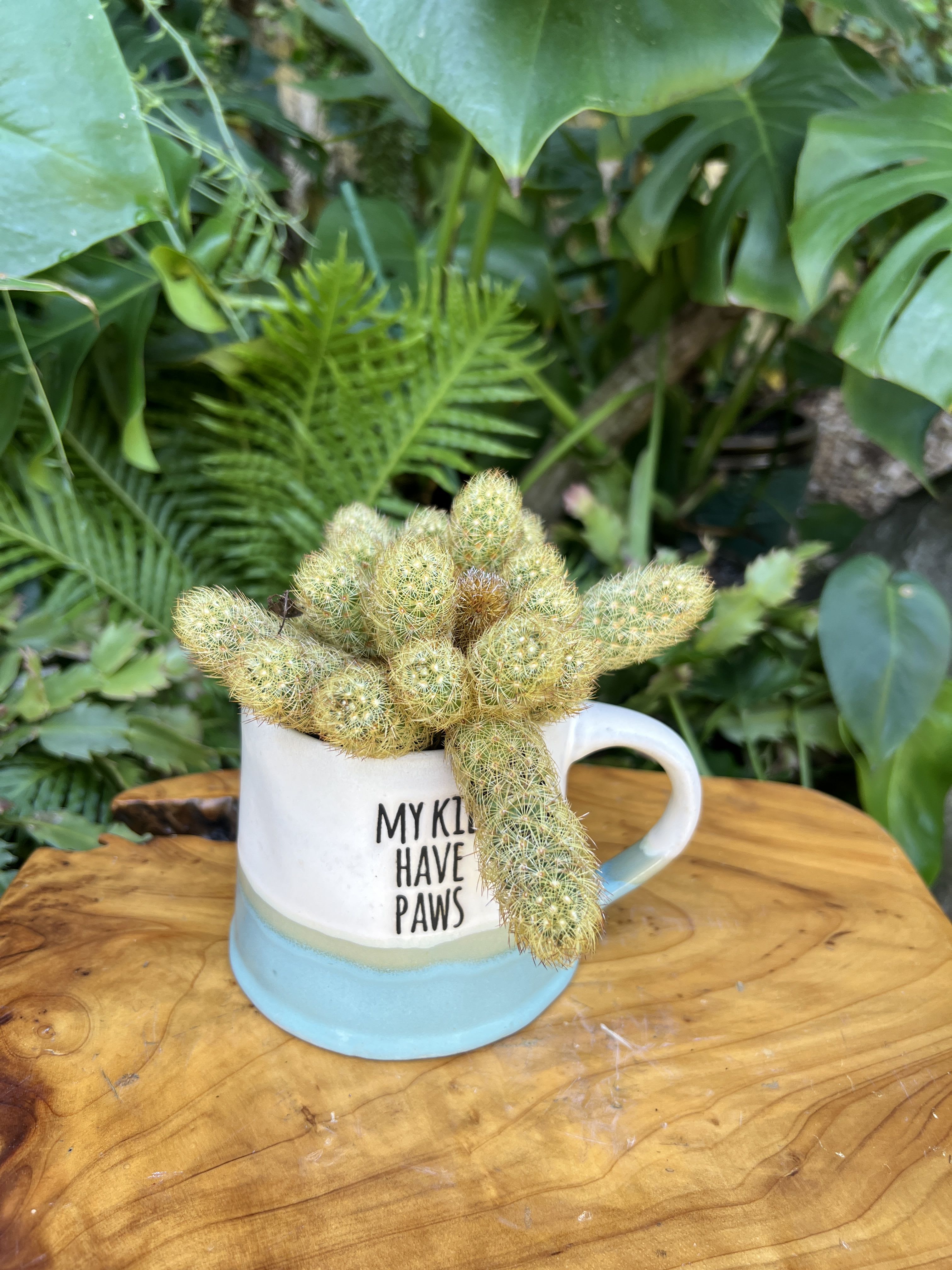 My Kids Have Paws - A living succulent selected and grown to complement a mug about 4 inches tall.  This photograph illustrates the variety of succulent types and mugs we offer. The specific succulent and mug combination delivered will be determined by the designer based on availability. If you would like to request a specific item, please place your order in the Custom Arrangements section where you can specify those details or give us a call to discuss your ideas. We grow our succulents in a soil-free medium in mugs with drain holes to help assure long-term, disease-free health of the plant. Each succulent comes with a care instruction. 