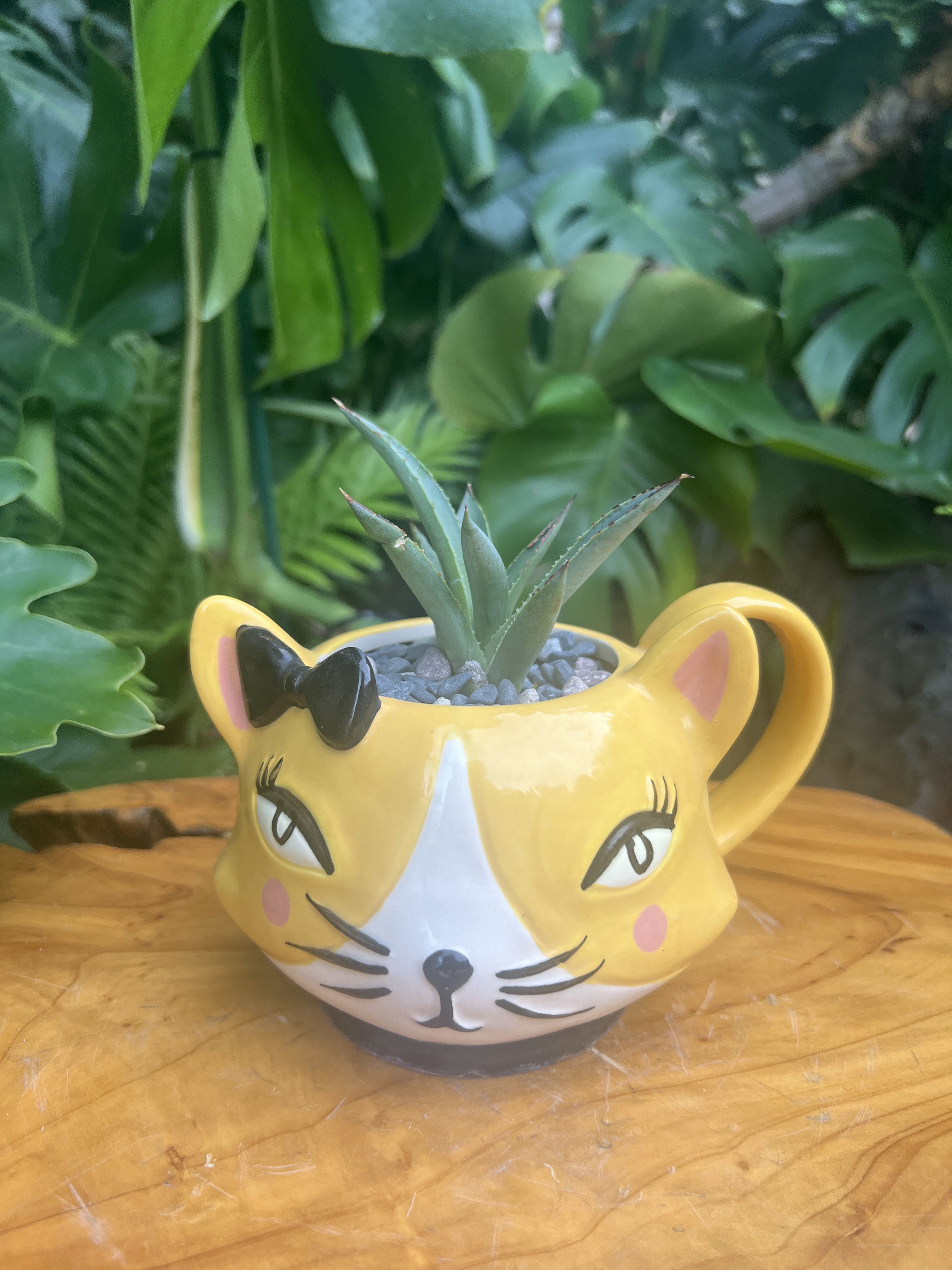 Yellow Cat - A living succulent selected and grown to complement a mug about 4 inches tall.  This photograph illustrates the variety of succulent types and mugs we offer. The specific succulent and mug combination delivered will be determined by the designer based on availability. If you would like to request a specific item, please place your order in the Custom Arrangements section where you can specify those details or give us a call to discuss your ideas. We grow our succulents in a soil-free medium in mugs with drain holes to help assure long-term, disease-free health of the plant. Each succulent comes with a care instruction. 