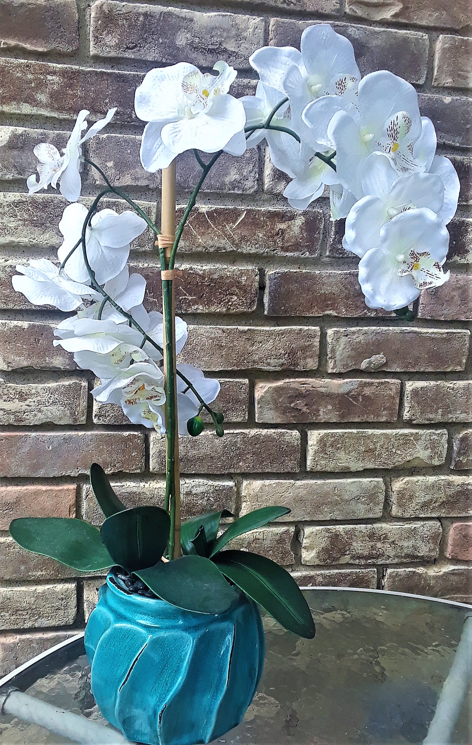 White orchid plant in a blue ceramic pot