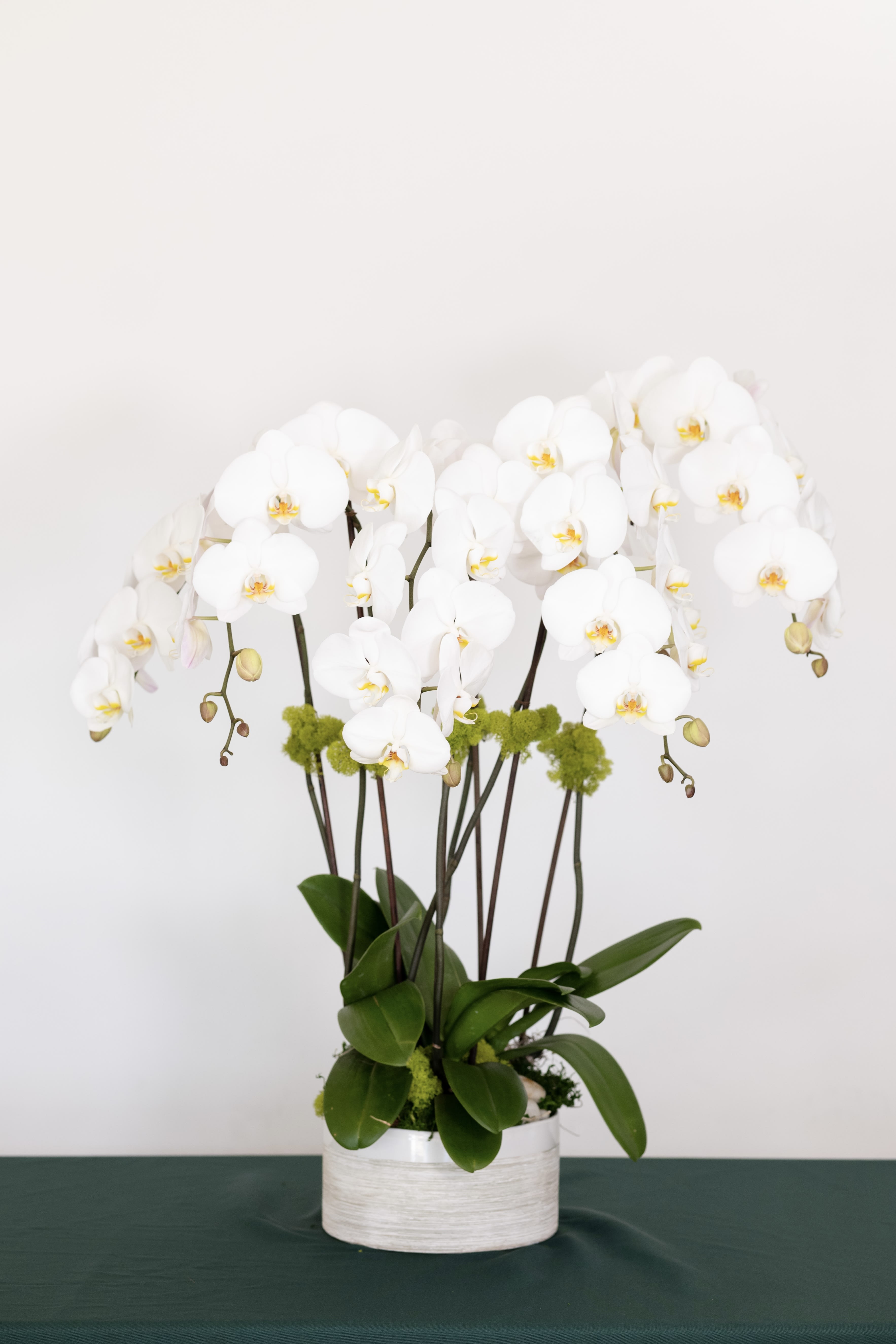 White orchid arrangement in a white round pot