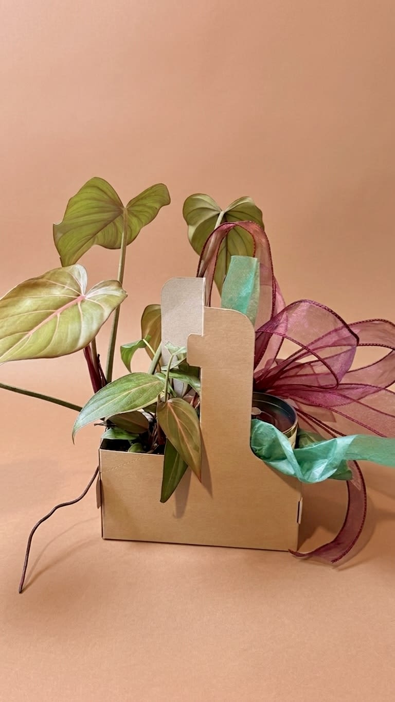 Plant Lovers Bundle  -  Plant Carrier: Includes a potted houseplant, one of our signature 10oz tin candles, a beautiful hand tied bow, and tissue paper. 