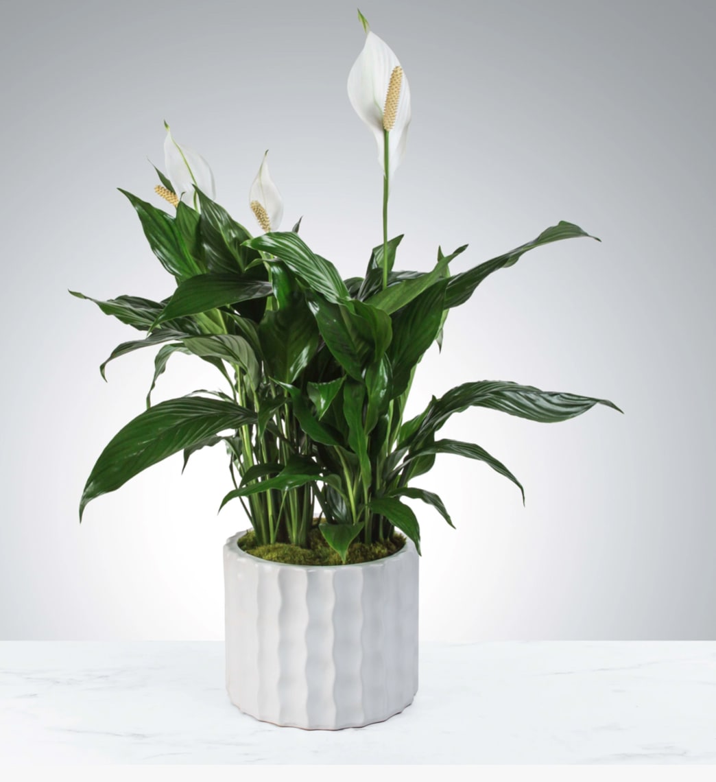Peace lily plant with white blooms in a white ceramic pot