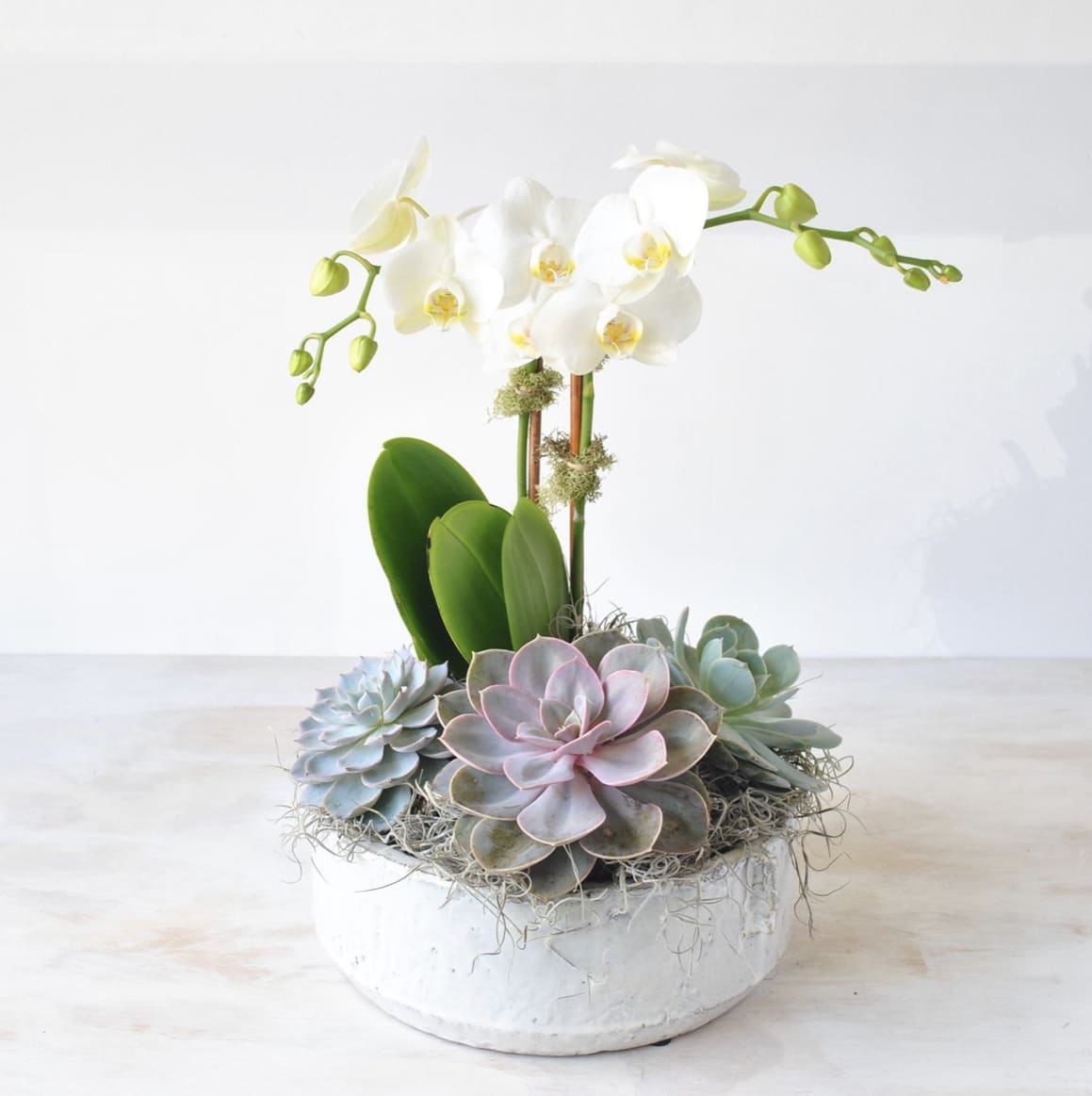 White orchid and assorted succulents arranged in a low white ceramic bowl