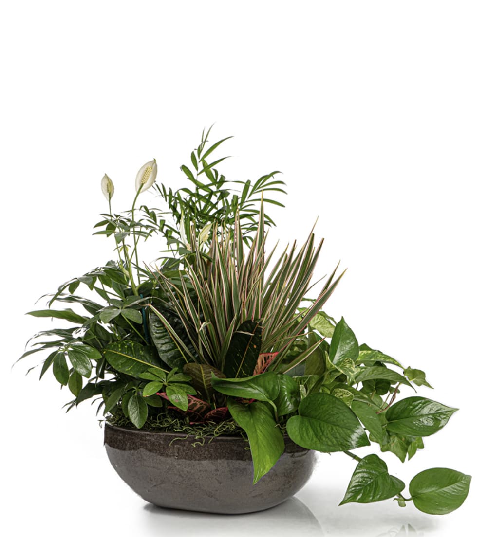 Lush mixed green plant garden in a low dark ceramic bowl