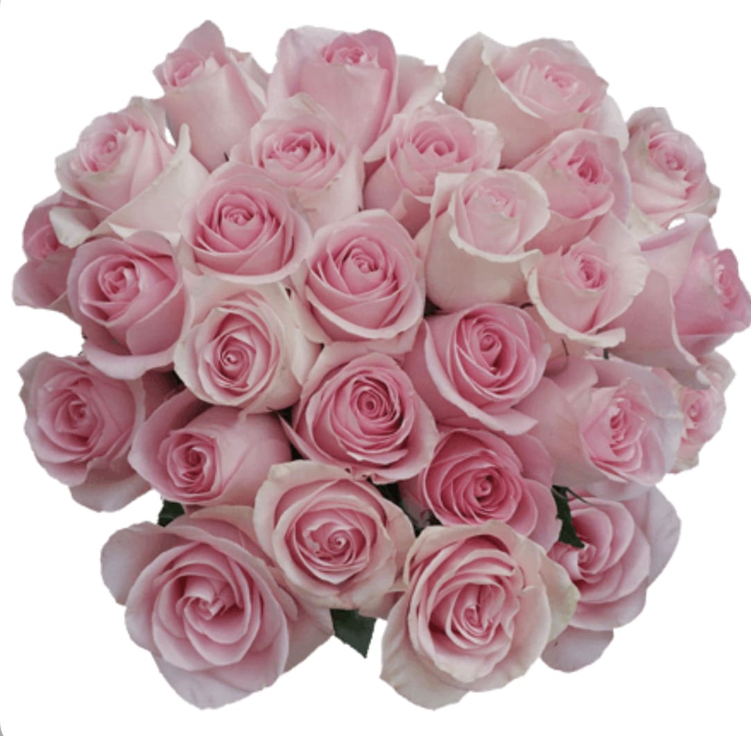 Tight bouquet of many light pink roses with softly curled petals
