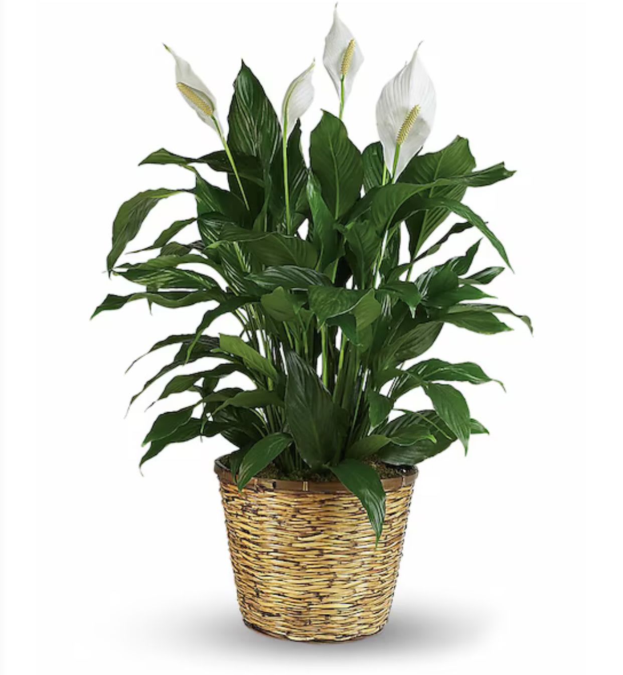 Tall peace lily plant with white blooms in a woven basket planter