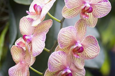 Pink and cream orchid blooms with purple centers