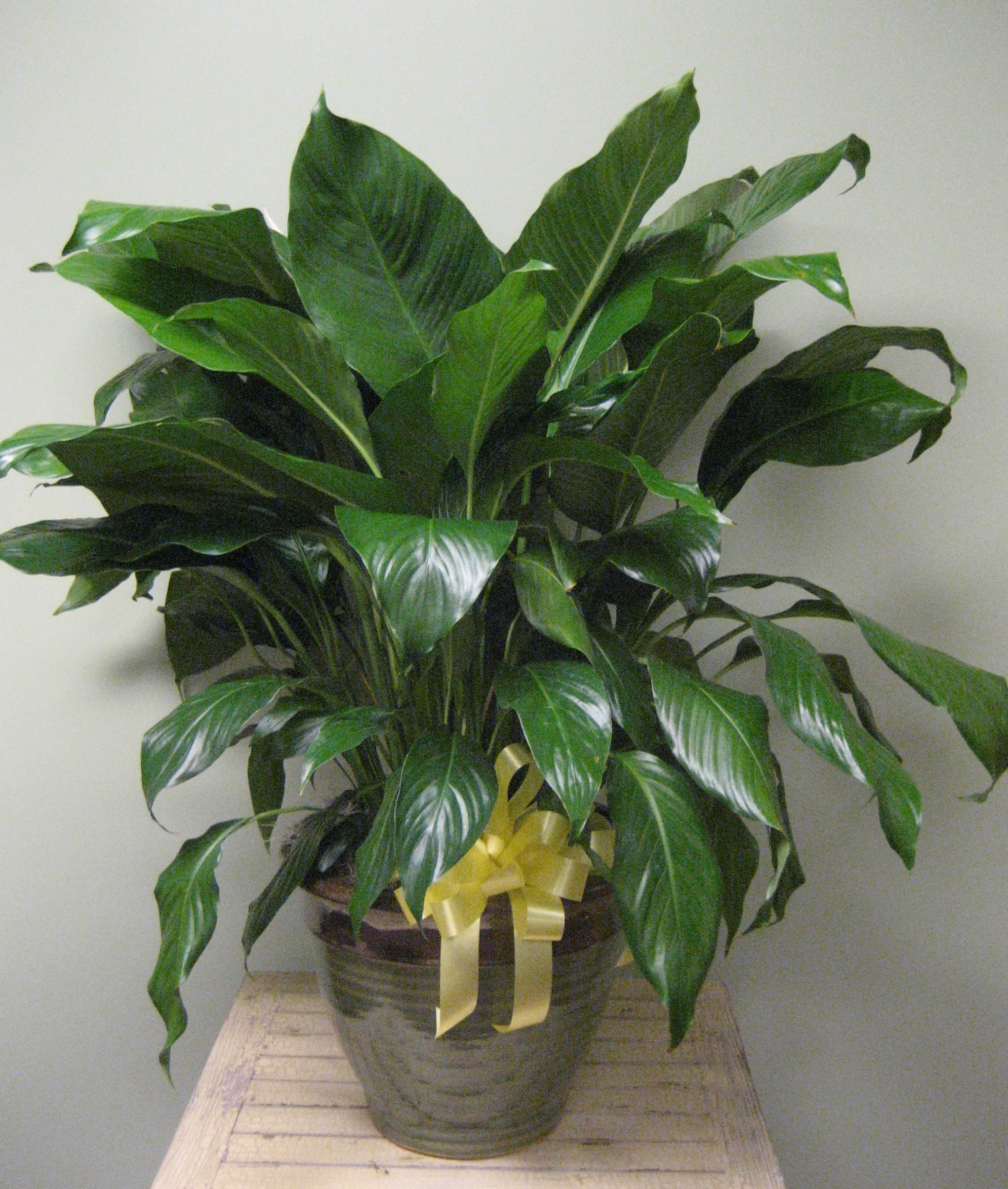 Potted green houseplant with a yellow ribbon bow