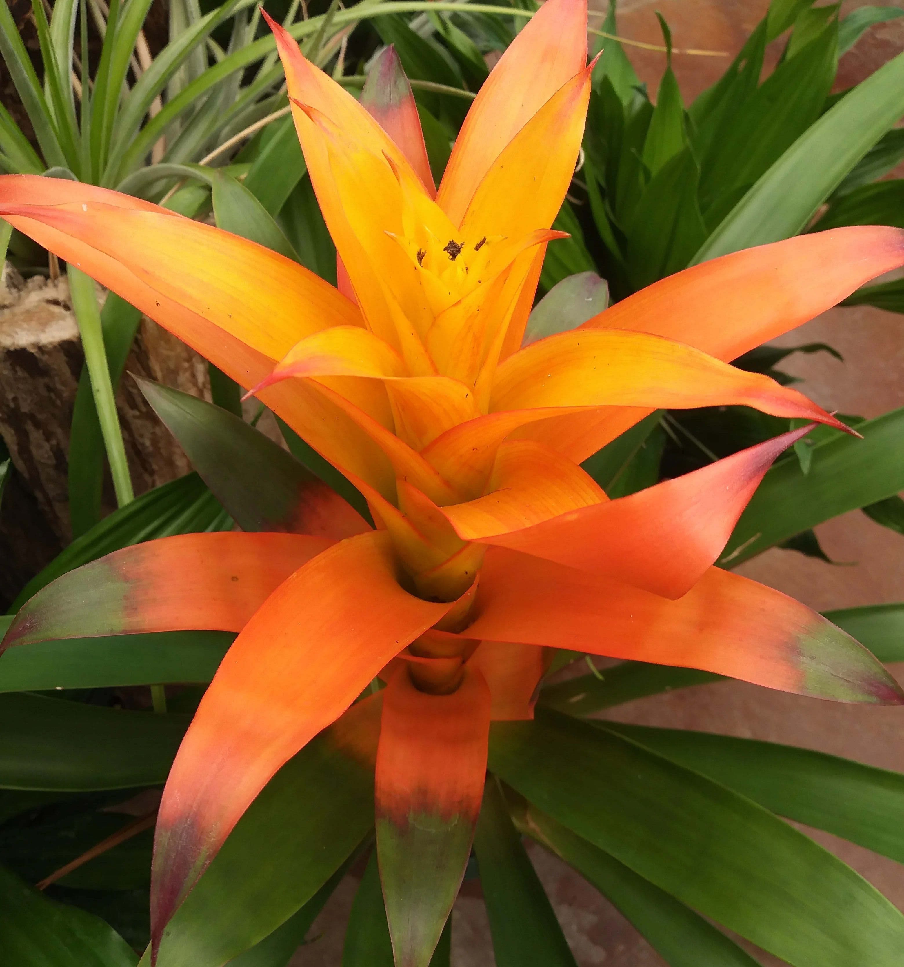 Bromeliad IG027 - Tropical and terrific, this unique plant will brighten anyone's day. A 6" bromeliad plant is set in a ceramic container. Good for placing on a table inside the home.