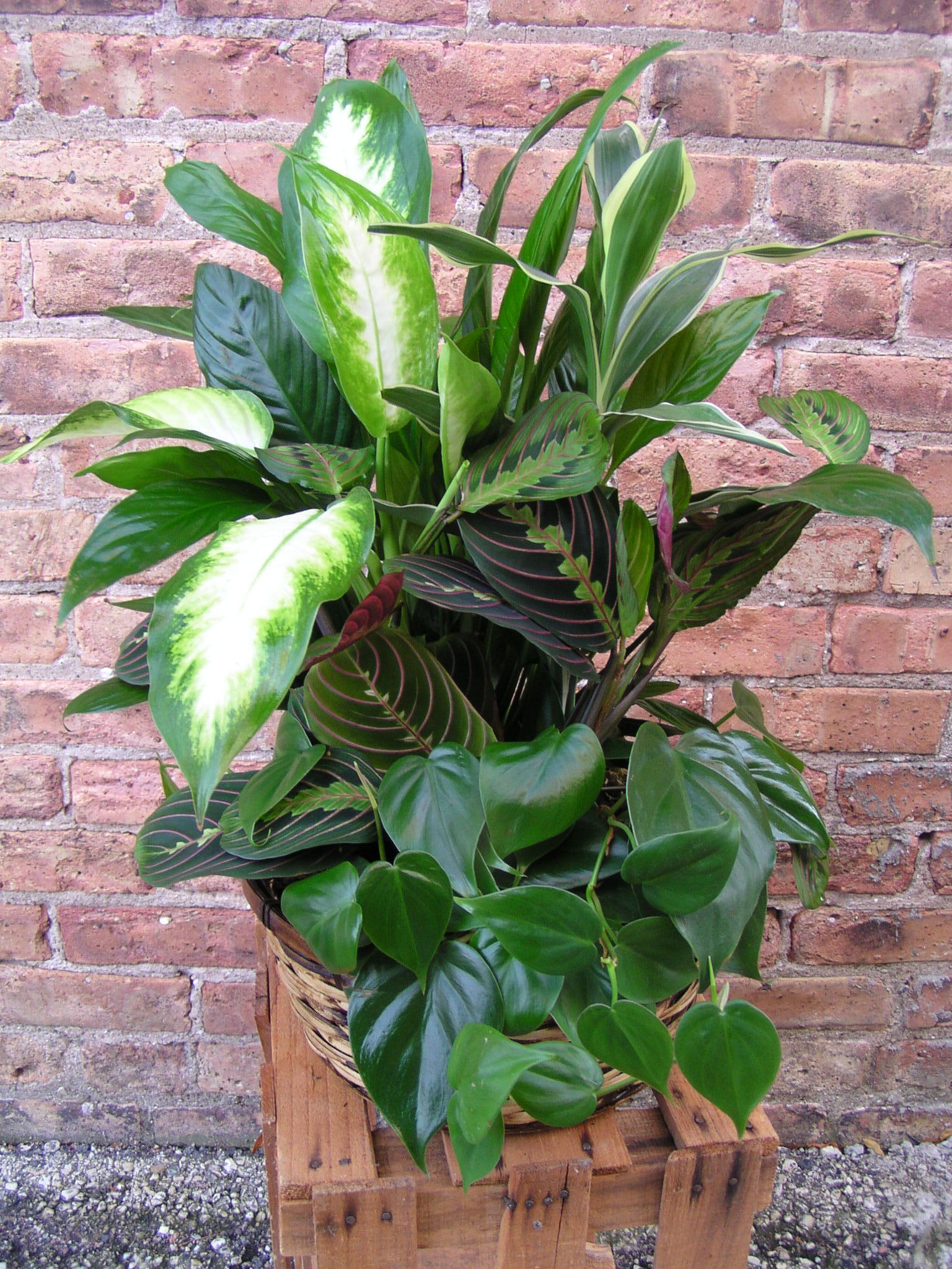 Mixed green houseplants in a woven basket on a wooden stand