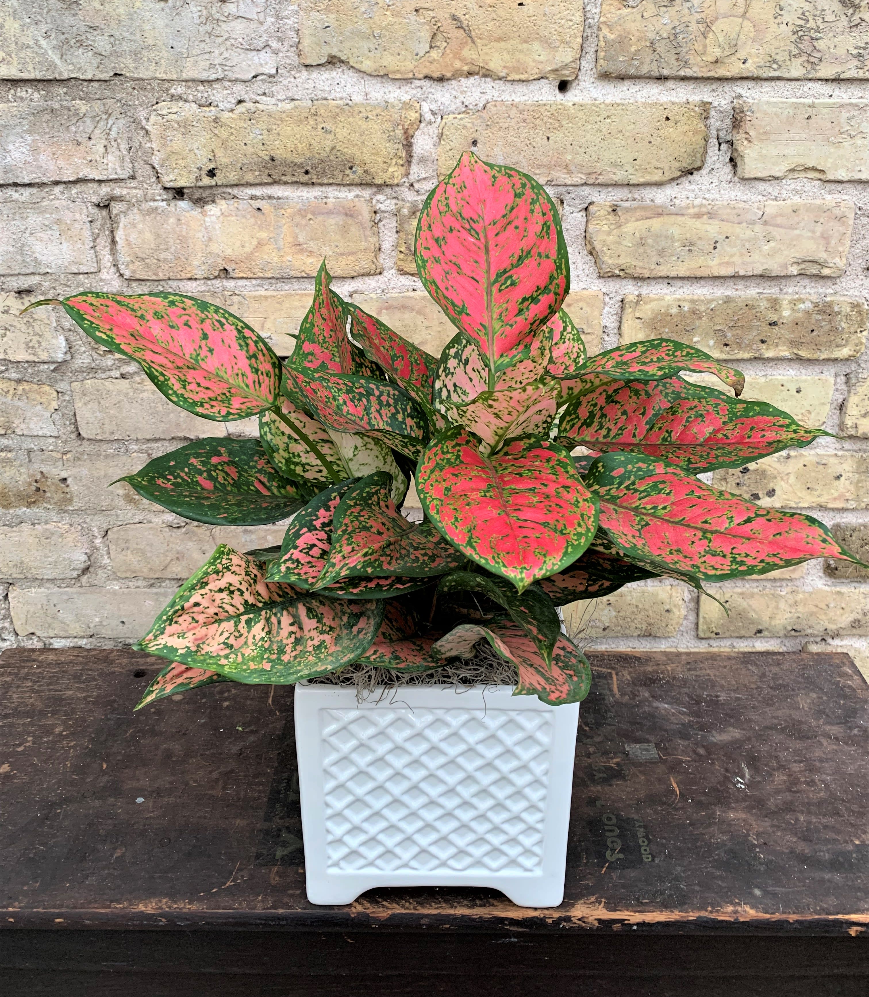 Red Heart - Aglaonema Red Heart Plant Set Into a Square Lattice Style Ceramic Container. This is an Easy Care Green Plant That Will Make an Attractive Gift.