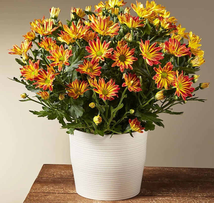 Harvest Sunset Mum - Bring an abundance of autumn color to your home with everyone's favorite fall flower. This mum plant blooms with a sunset gradient on the petals and arrives ready to display in a textured ceramic planter.  This plant is approximately 16–18“ tall.