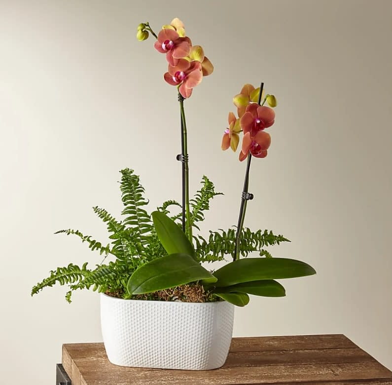 Autumn Glow Orchid &amp; Fern Garden - This beautiful and exotic orchid garden sits elegantly in a modern planter to bring a bit of extra beauty to any space. This plant displays bright yellow blooms with a salmon colored throat blossoming against its green foliage, while the ferns flow over the base to add texture and dimension.  This plant is approximately 23–25“ tall.