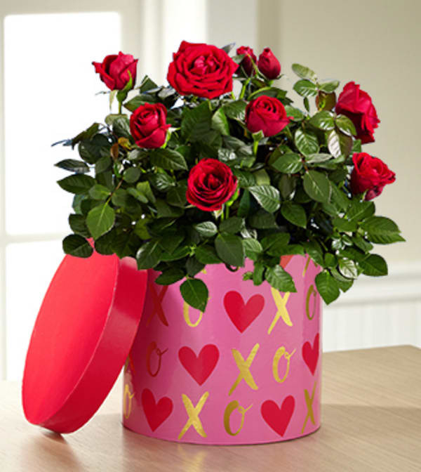 It's Love Valentine's Day Mini Rose - The It's Love Valentine's Day Mini Rose Plant is an incredibly romantic way to send your heartfelt wishes to your sweetheart this coming February 14th! A simply gorgeous mini rose plant blossoms with rich red blooms amongst lush green foliage to create that perfect Valentine's Day surprise. Presented in a stylish designer XOXO hat box container, this blooming plant will convey your heart's every desire just in time for this most romantic holiday. Plant measures 6-inches in diameter. Your purchase includes a complimentary personalized gift message.
