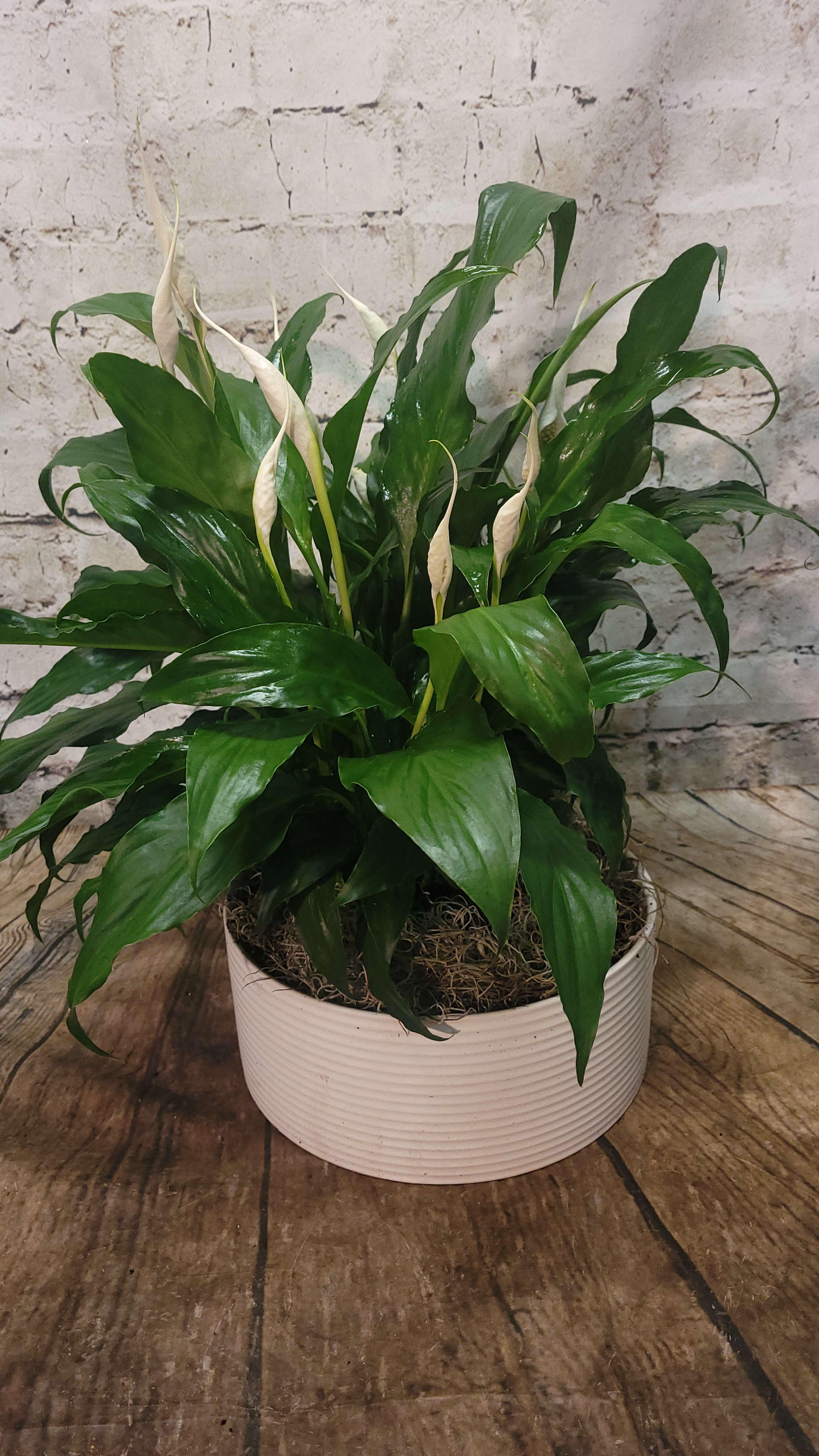 Potted peace lily plant with white blooms in a white container