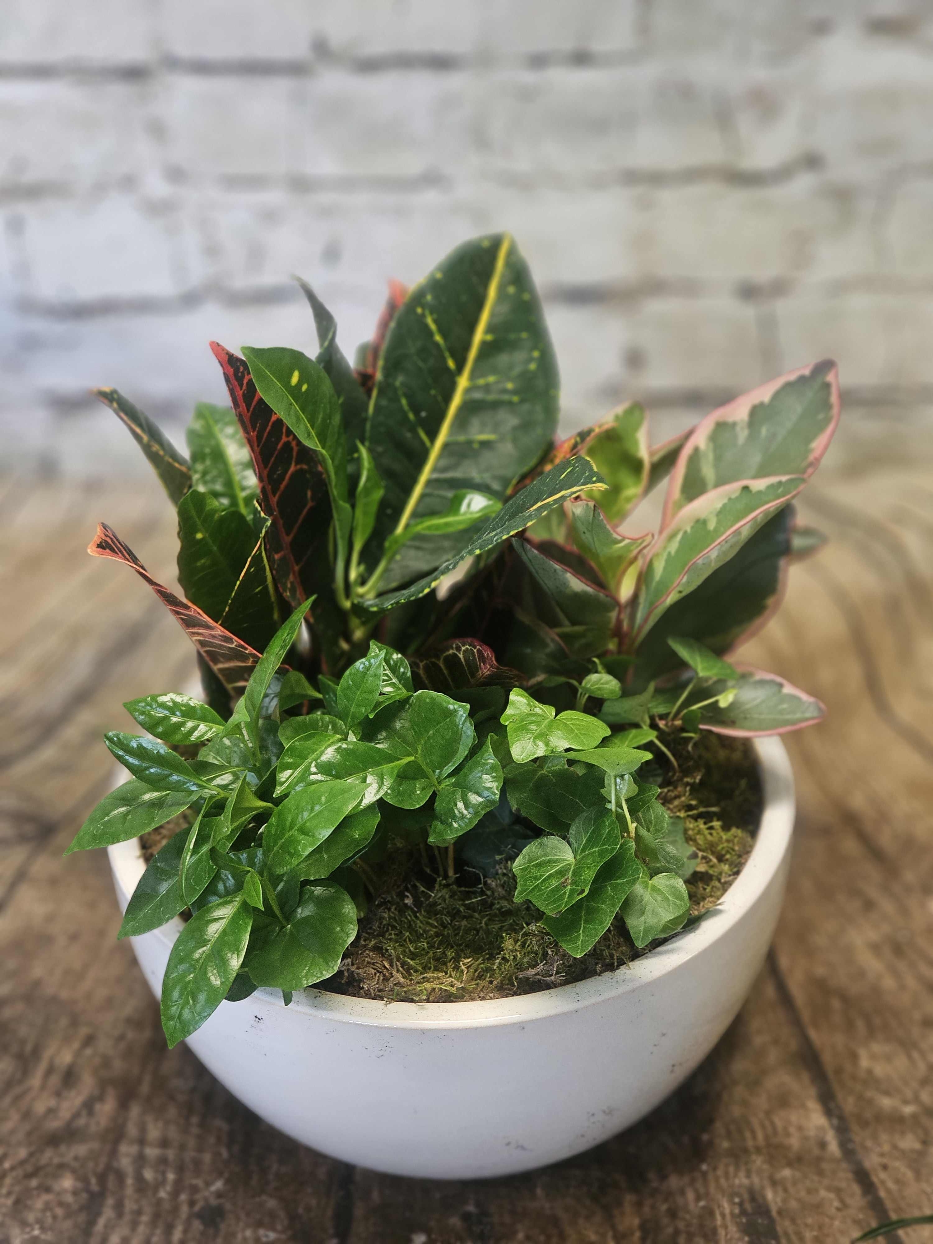 Potted croton and ivy arrangement in a white bowl planter