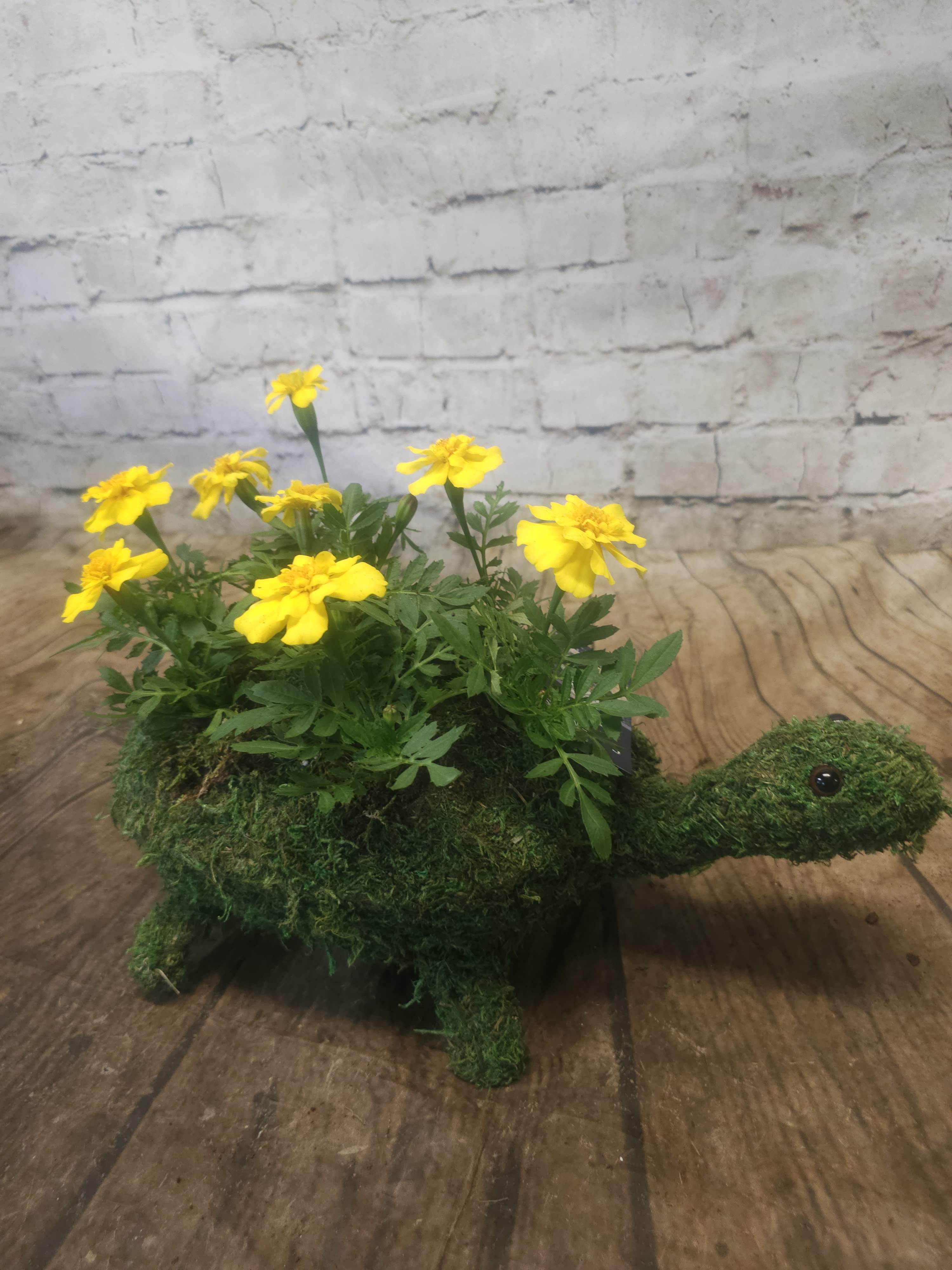 Yellow flowers arranged in a moss-covered turtle planter