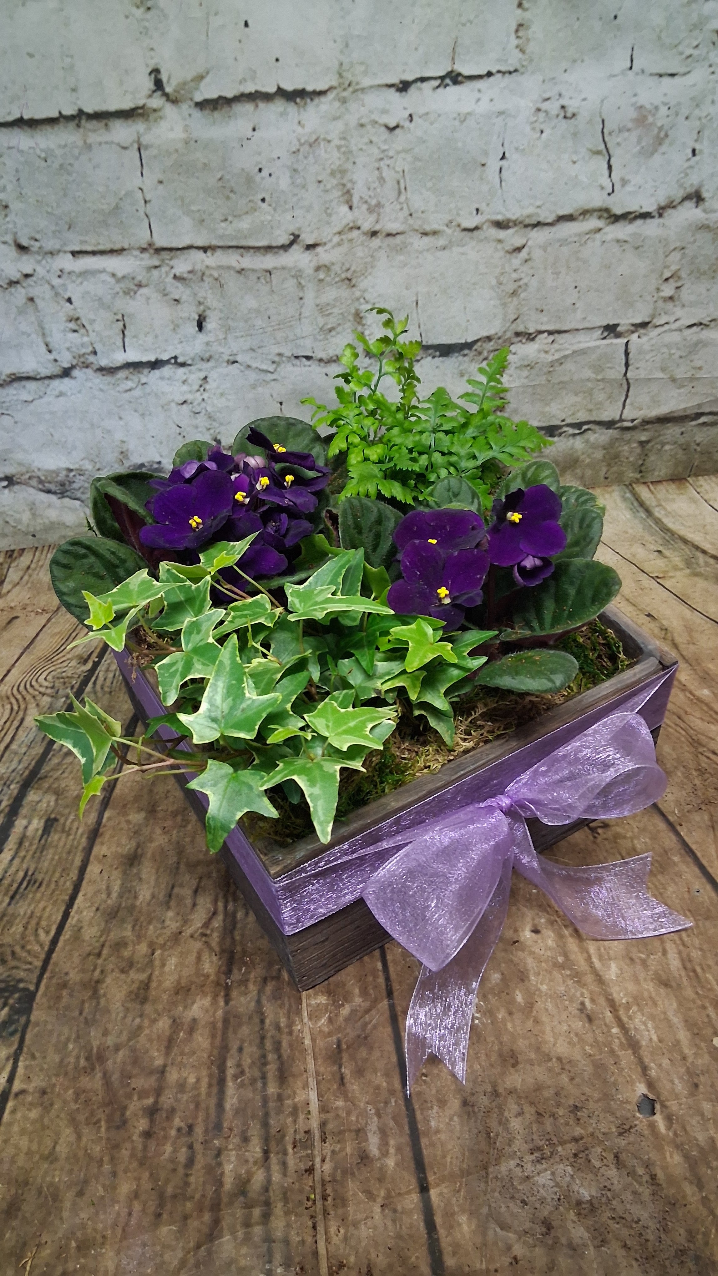 Vibrant Violets - Deep, velvety purple blooms and soft green foliage spill from a low garden-style planter-an ideal birthday or just-because gift that feels both joyful and gently soothing. This flower arrangement pairs vibrant flowering African violets with trailing ivy and an upright fern to create a cozy, natural display that will make the person you're thinking of feel cared for and seen.  Set in a square wooden box planter, the composition is tied with a wide sheer purple ribbon for a finished, gift-ready look. The close, layered planting emphasizes texture-the plush flowers against glossy ivy and feathery fern fronds-while the rustic wood keeps the tone homey and calming. Sized for tabletops, windowsills, or bedside tables, it's a versatile, long-lasting present for get well wishes, thank-you gestures, housewarmings, or everyday moments when a little green nurture means a lot.