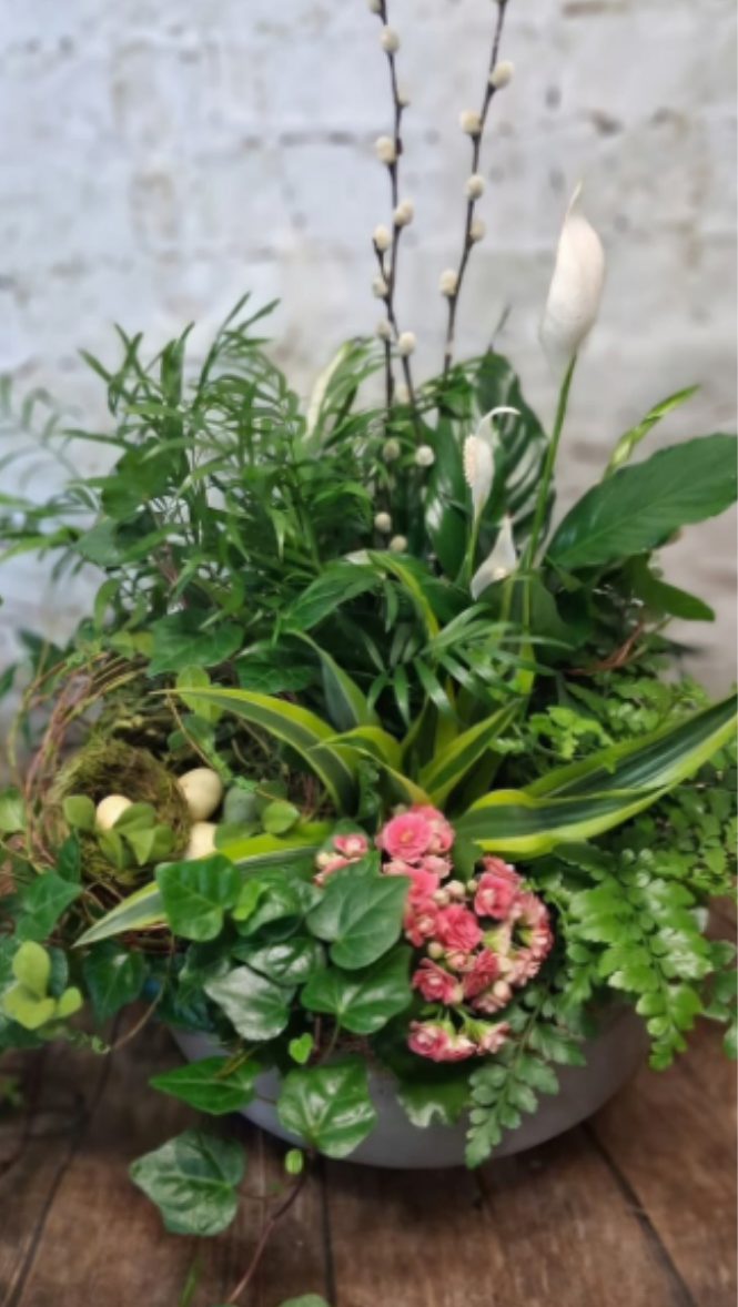 Spring Sanctuary - Discover the serene elegance of our Spring Sanctuary Dish Garden — a handcrafted spring dish garden that brings the gentle renewal of the season right into your home. Nestled in a sleek, modern 13" diameter  concrete bowl, this living centerpiece celebrates life's quiet miracles with a delicate bird's nest cradling speckled eggs, symbolizing new beginnings and the promise of spring.  Graceful branches of soft, silvery pussy willows rise like gentle sentinels, their fuzzy catkins catching the light, while the pristine white spathe of a peace lily (Spathiphyllum) adds luminous sophistication and air-purifying tranquility. Lush, trailing English ivy cascades over the edges, mingling with feathery ferns and the fine-textured fronds of a parlor palm for rich, layered greenery. A vibrant cluster of soft pink kalanchoe bursts forth in joyful bloom, providing a warm, romantic contrast to the cool tones around it.  this low-maintenance miniature landscape thrives indoors with bright indirect light and moderate watering. Each element is thoughtfully arranged to create depth, texture, and harmony — a peaceful retreat that invites pause and appreciation.Bring home the soft whispers of spring and the comfort of a nurturing nest.   (Ready to ship or pickup; care instructions included. Limited edition — once they're gone, they're gone!)     