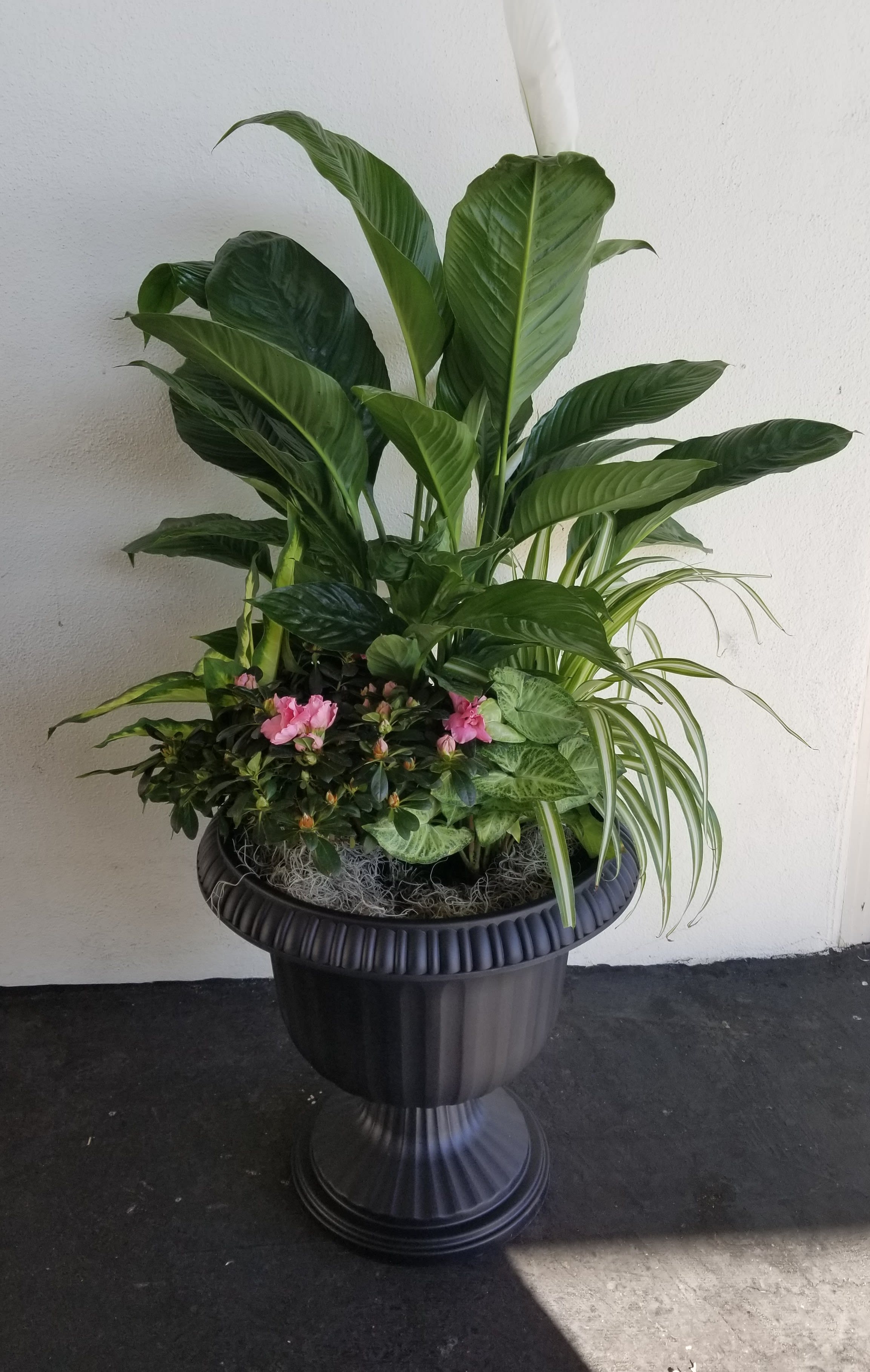 Large potted plant arrangement with pink blooms in a black pedestal planter