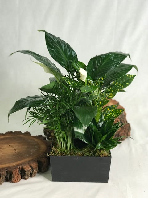 Potted green plant arrangement in a black rectangular container
