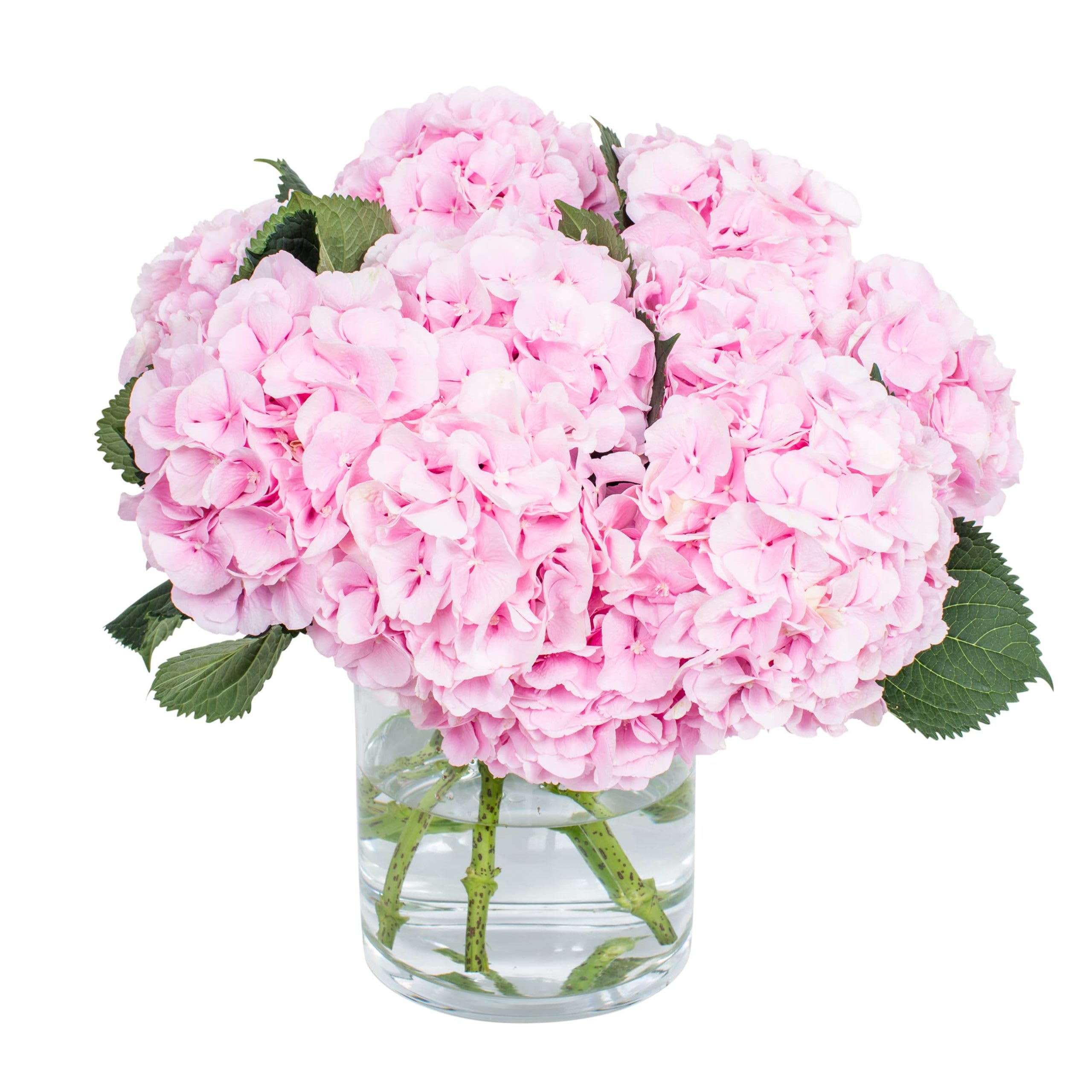 Light Pink Hydrangea Bouquet - An amazing Light Pink  Hydrangeas are a wonderful way to celebrate any special day. 
