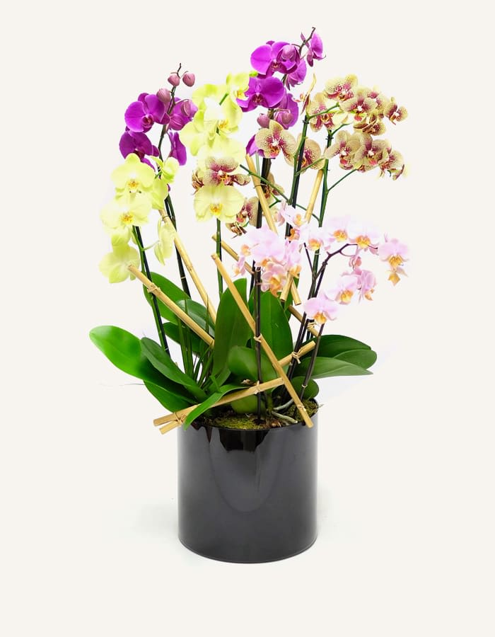 simple &amp; graceful Phalaenopsis Orchid  Arrangement.  - These fresh and colourful orchid plants are lovely and exquisite!  unique with their colour! They are simple, graceful, and gorgeous. Perfect for an elegant wedding with a little cherry on top, a perfect present for your loved ones, and just perfect house decor to provide a delicate touch. 