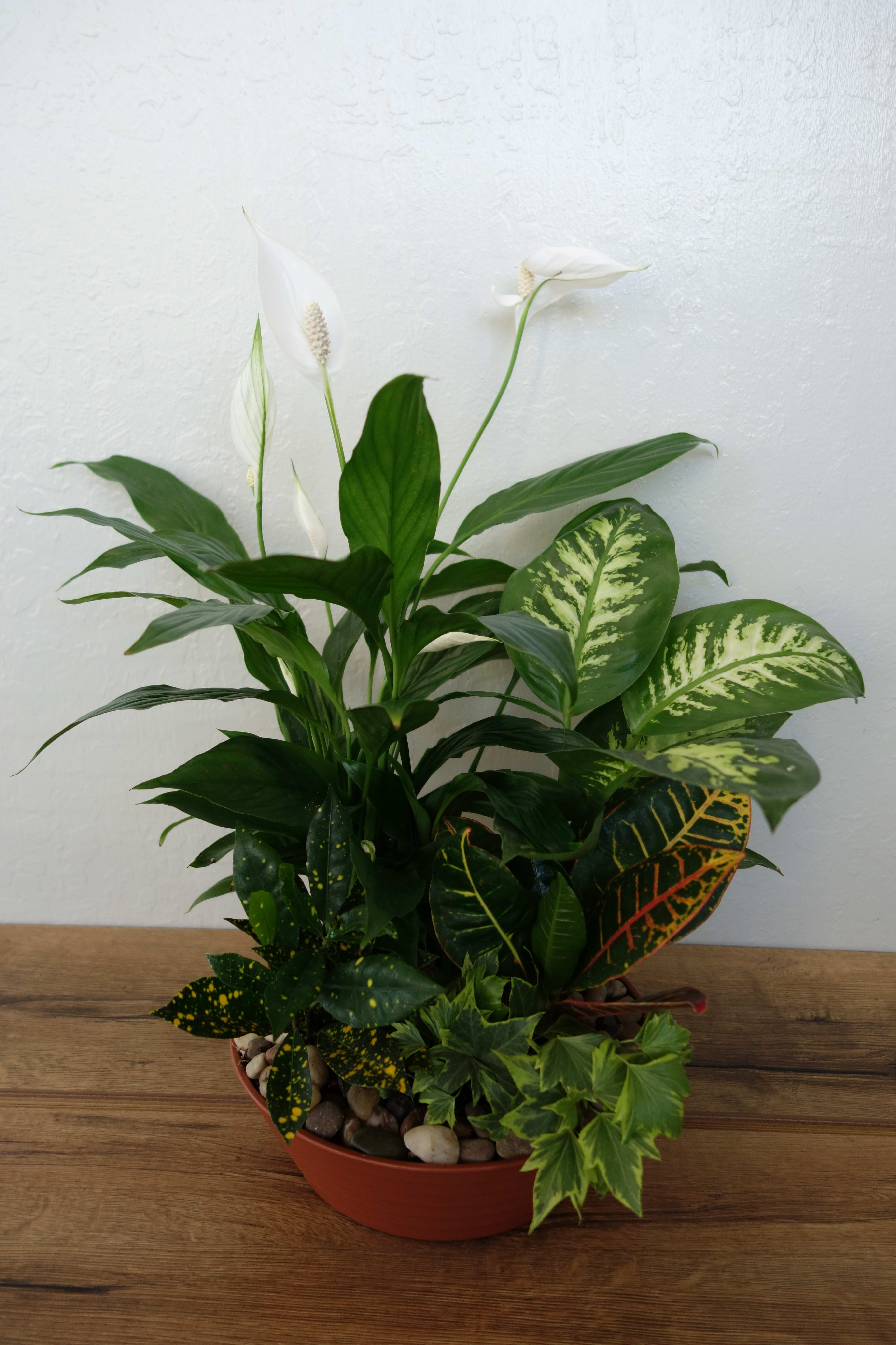 Serene Retreat - White is just right, especially when delivered in a field of green. This beautiful gift is a garden of delights. Perfectly at home inside a home or office, it's a great gift for all reasons and seasons. Plants may vary depending on store availability.  Approximately 14" W x 17" H  Orientation: All-Around  As Shown : T100-3A