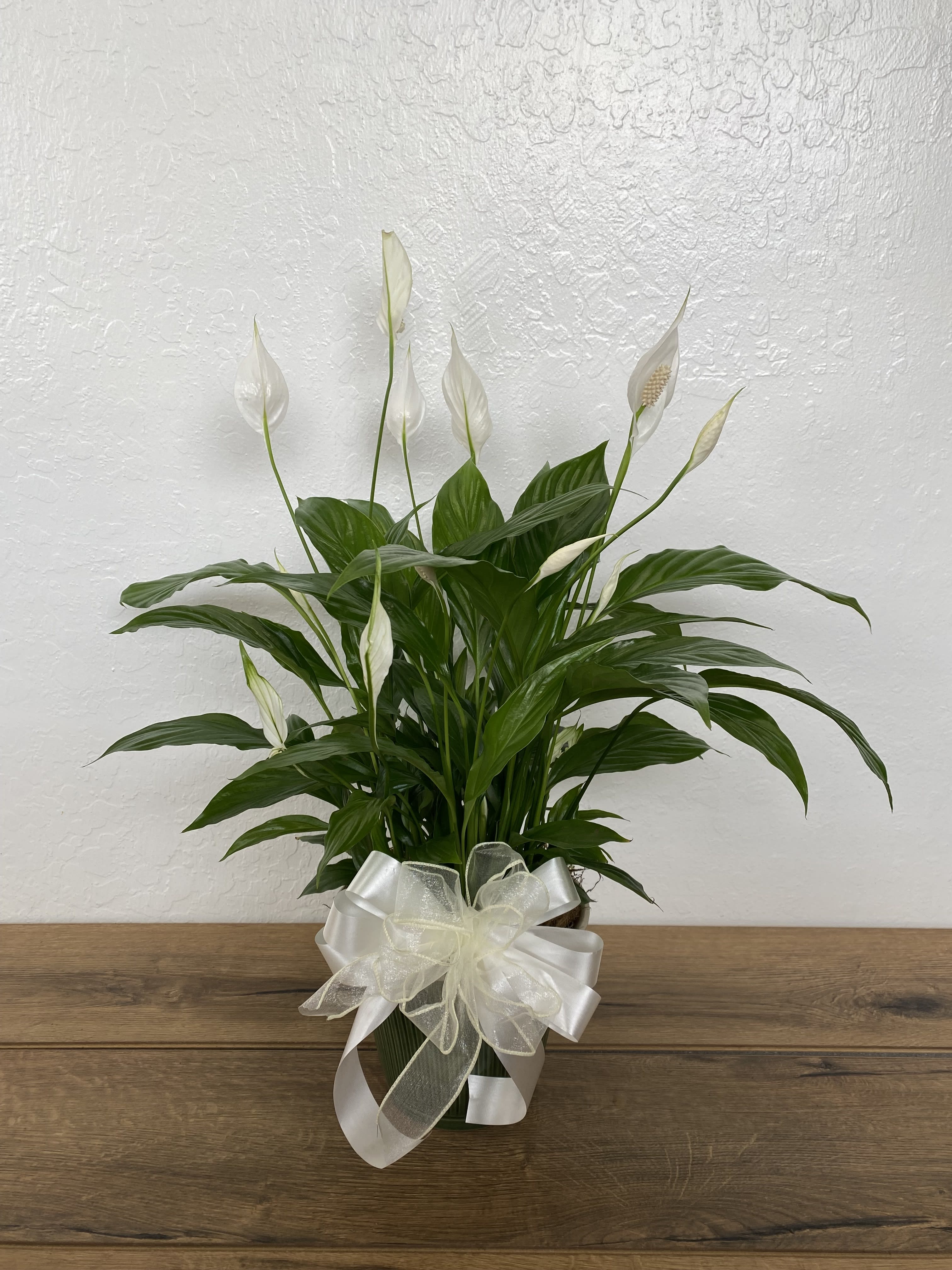 Simply Elegant Peace Lily Plant - Give peace a chance! Also known as the Peace Lily, the spathiphyllum plant enchants everyone with its glossy, graceful leaves and stunning white flowers. This long-lasting gift is a wonderful way to send your sympathy, or to brighten up a lucky man's day. Also makes a great corporate gift! 6" Pot with the Ceramic Container and Ribbon Bow. Size: 6" Pot 