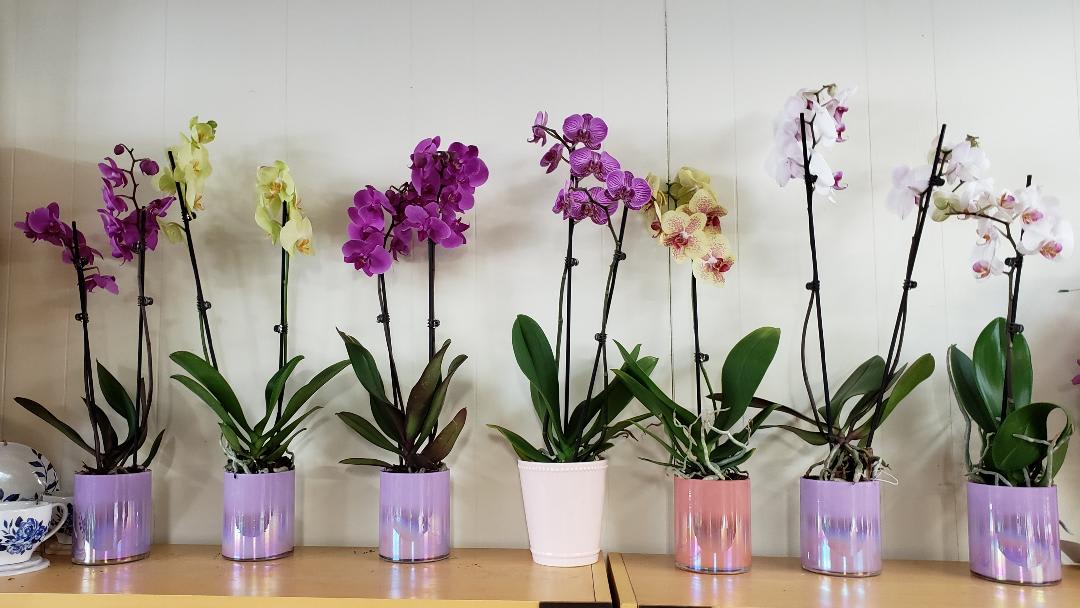 Potted orchids in purple, white, and pink blooms lined up on a shelf.