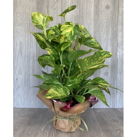 6” pothos Pole - Golden Pothos in a pot on a pole
