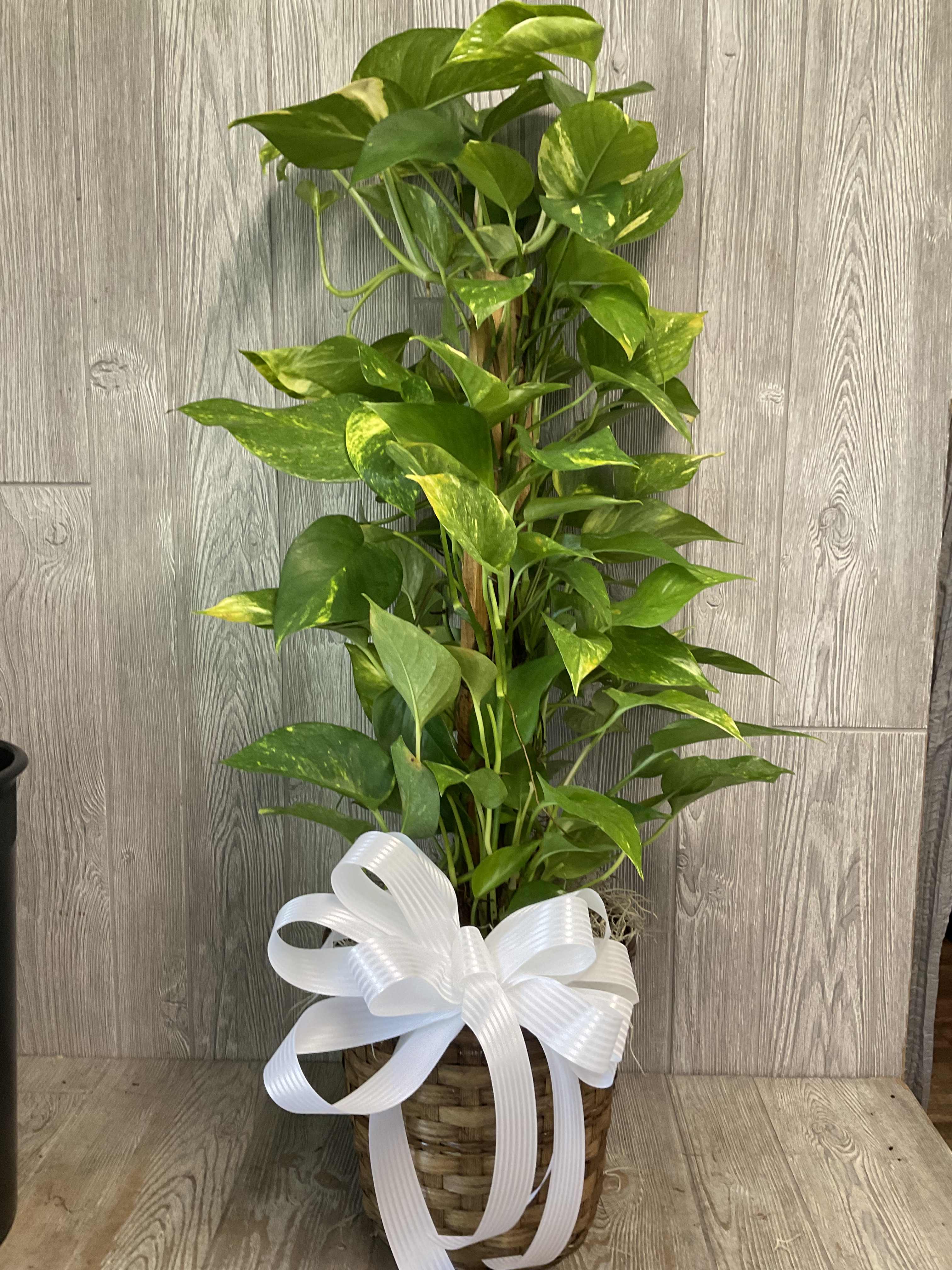 Pothos pole -  Pothos (Epipremnum aureum) is a tropical vine that comes in an array of colors and patterns. Comes in a with a wooden pole. for support. One of the easiest indoor plants to grow, you only have to water your Pothos every 1-2 weeks, allowing soil to dry out between waterings. Avoid too much sun to prevent yellow leaves. 