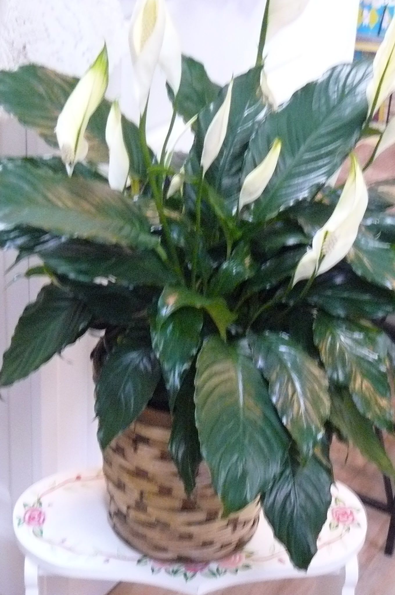 Potted peace lily with white blooms and glossy dark green leaves
