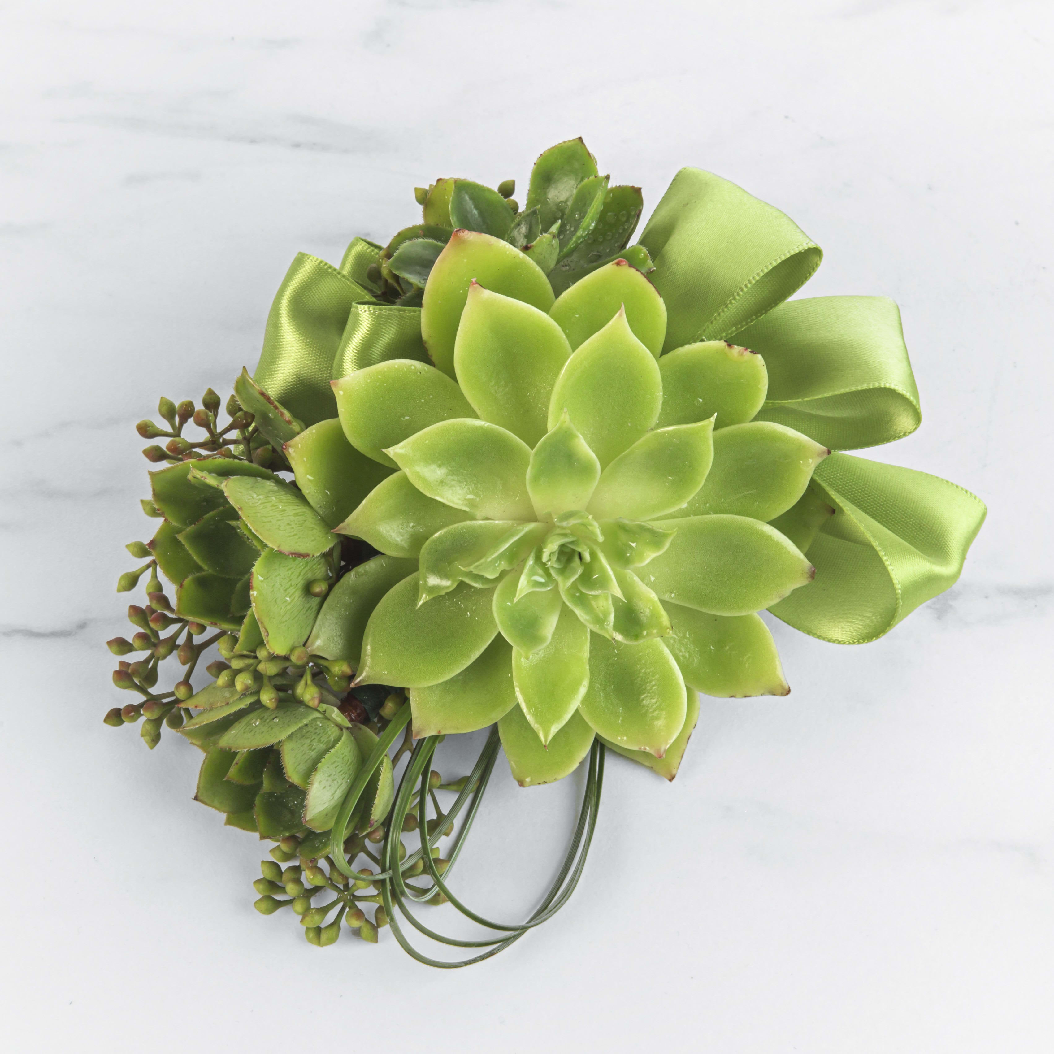 Green succulent bouquet with a satin ribbon on a white background