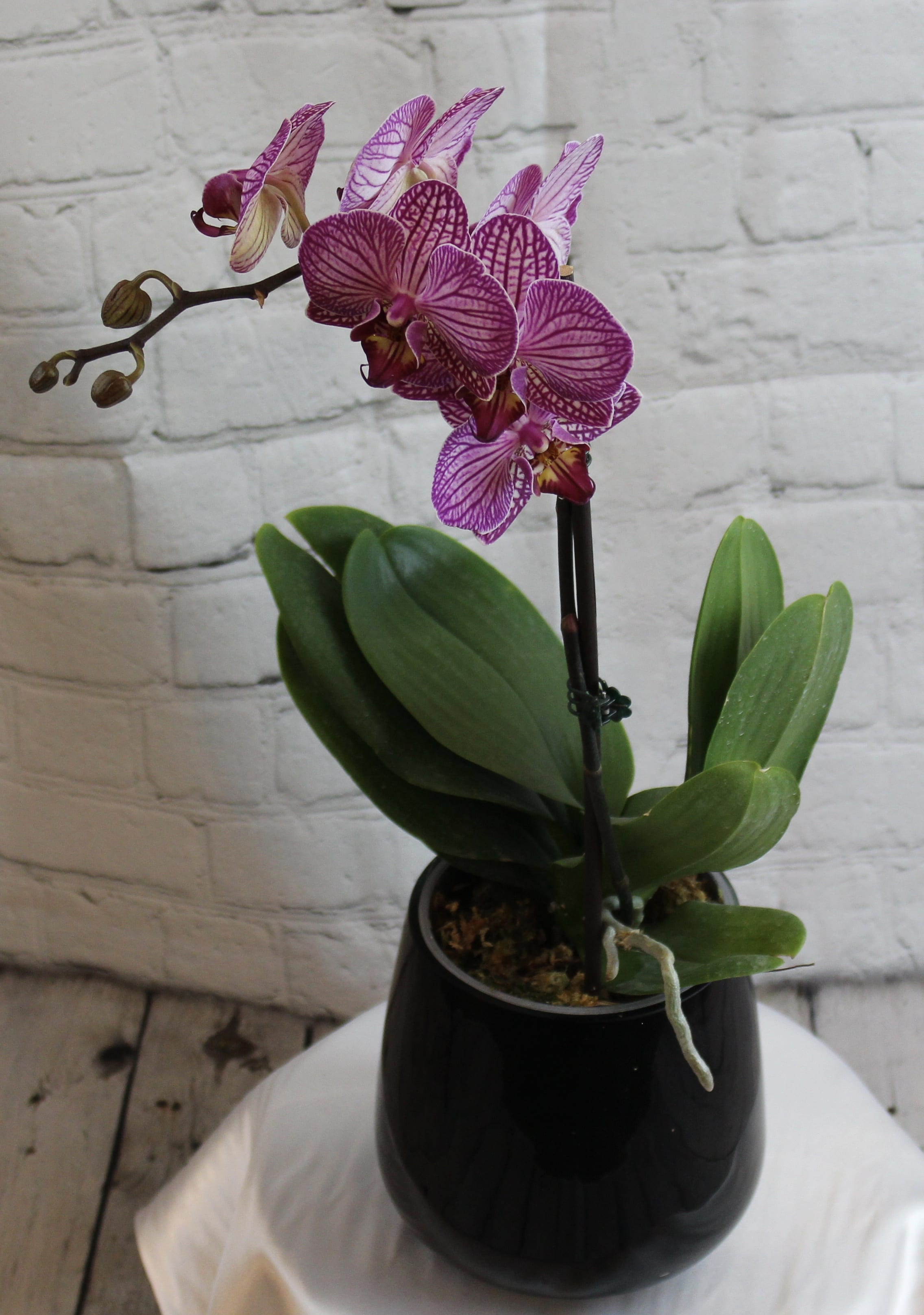 Potted purple orchid with blooms in a black container