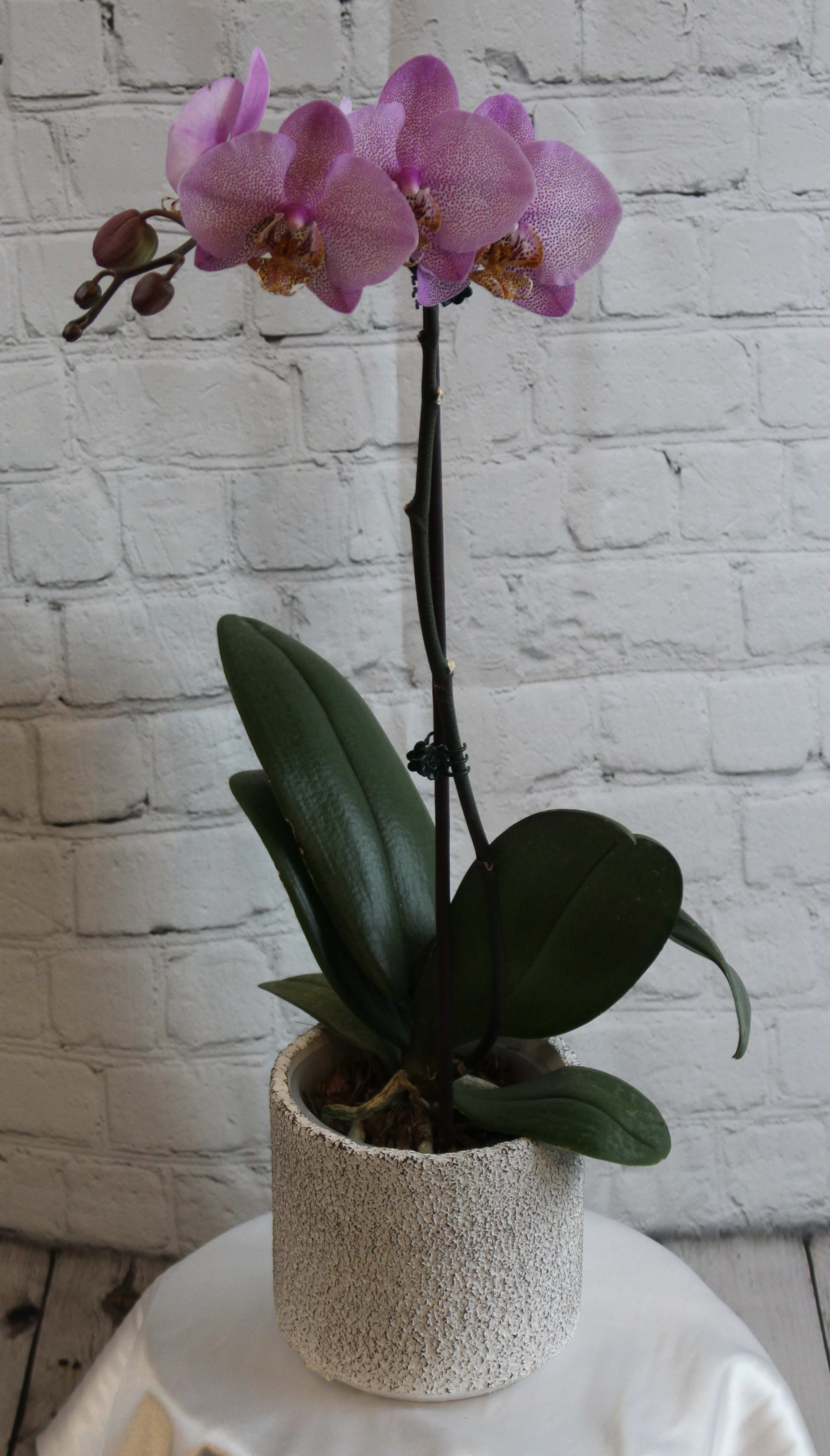 Potted pink orchid with blooms on a tall stem