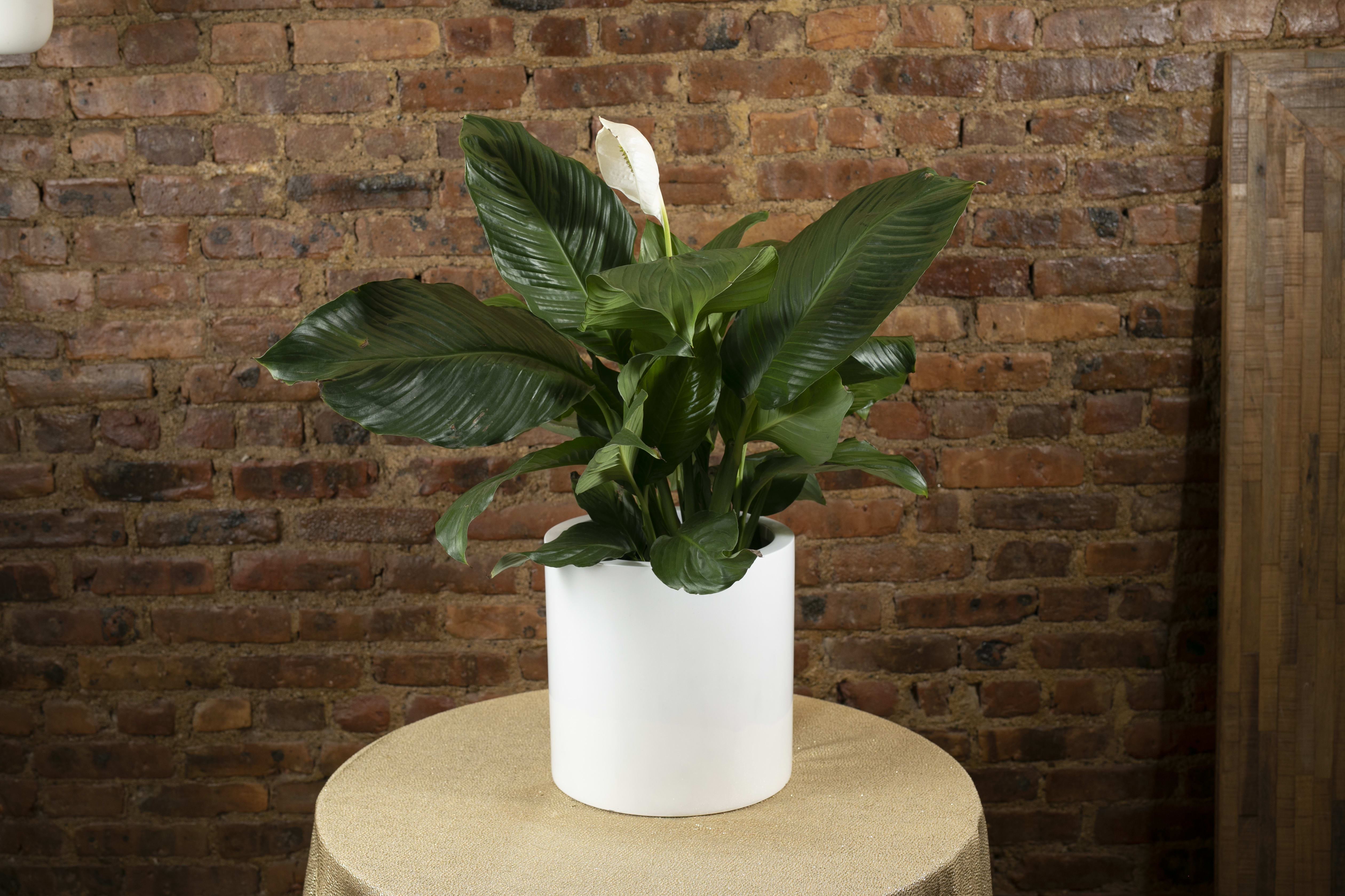 White potted peace lily plant with a single white bloom