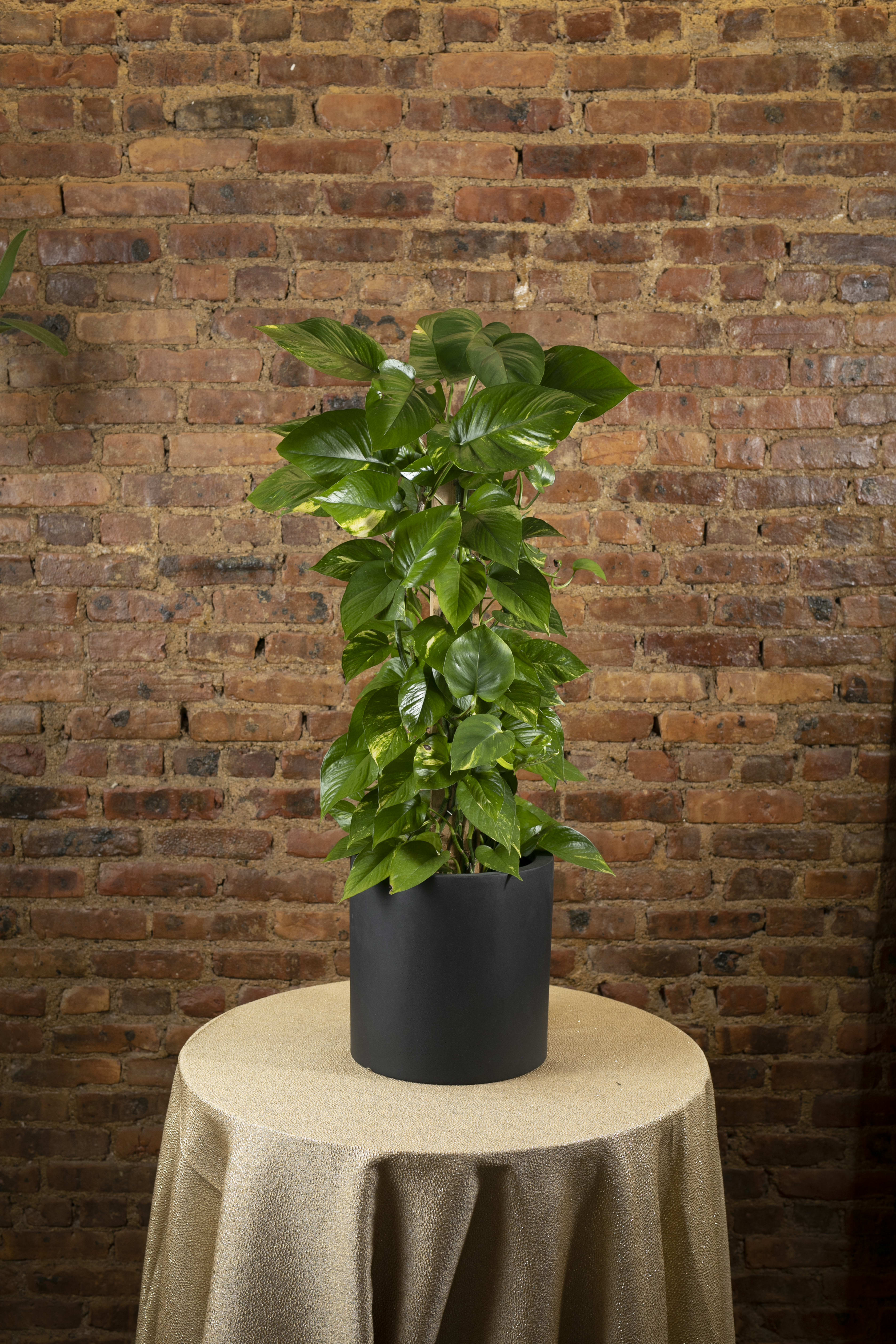 Potted green houseplant in a black container on a table