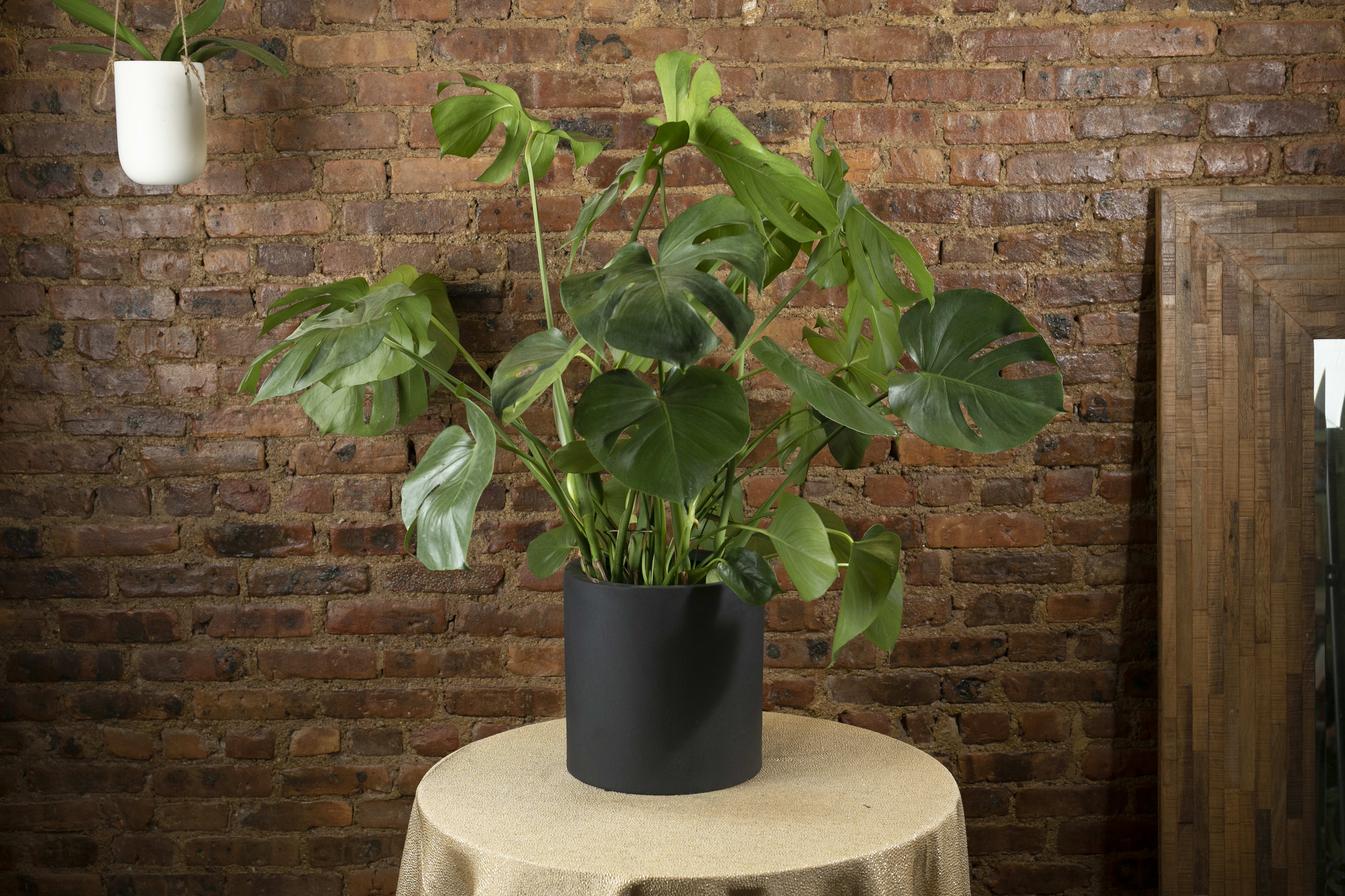 Potted monstera plant in a black container on a table