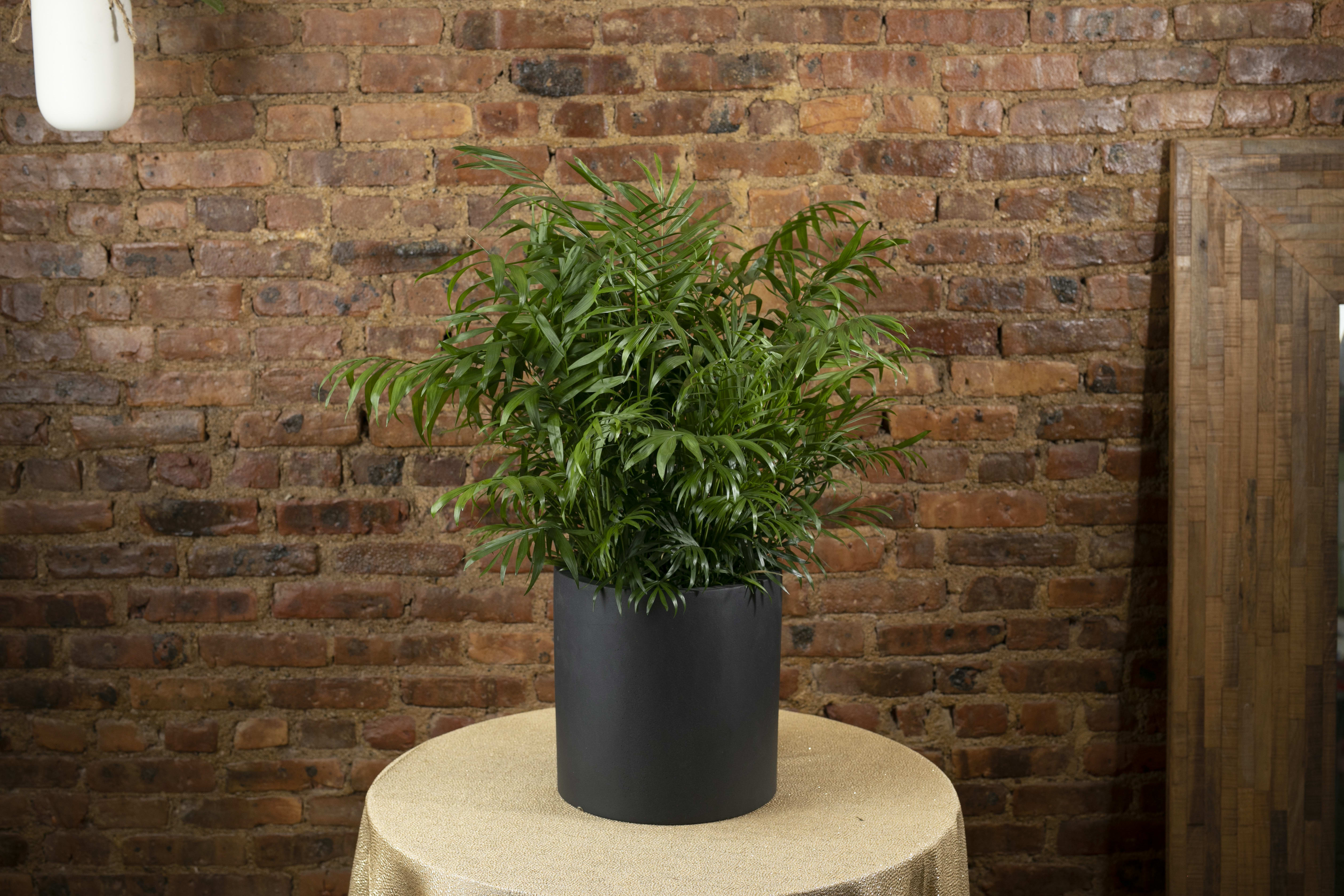 Potted green palm plant in a black container on a table
