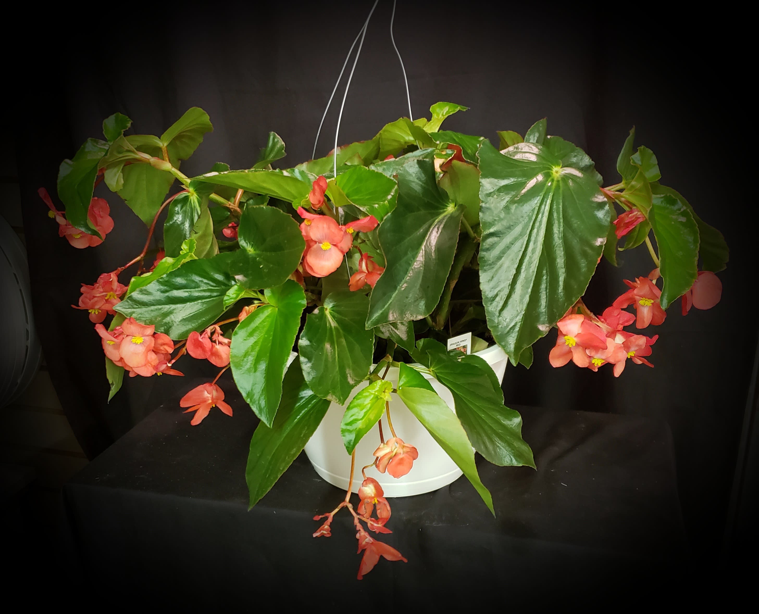 Dragon Wing Begonia Hanging Basket 10" - A beautiful big leaf Dragon Wing Begonia in a 10" hanging basket. Color is dependent on availability and could be pink or red. Easy care and stunning display of deep green foliage makes this a great plant for a shady spot. Will include a complimenting bow. Please include your color preference(s) in "notes to florist" and we will do our best to accommodate. 